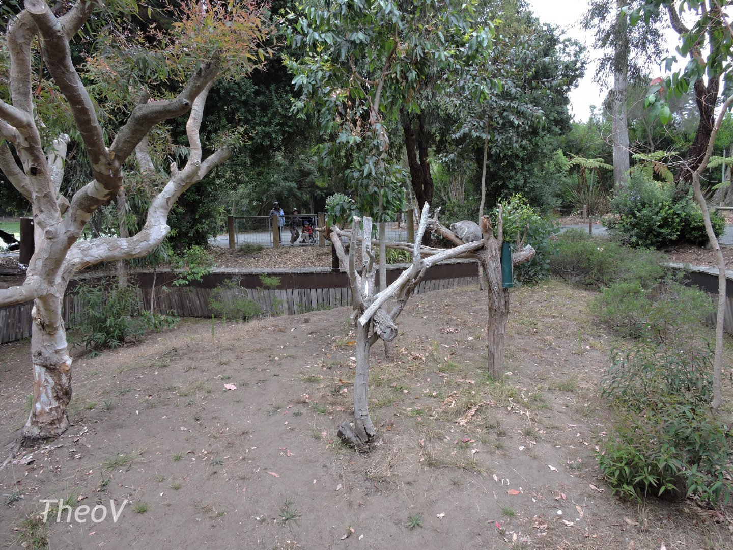 Koala exhibit [2015]