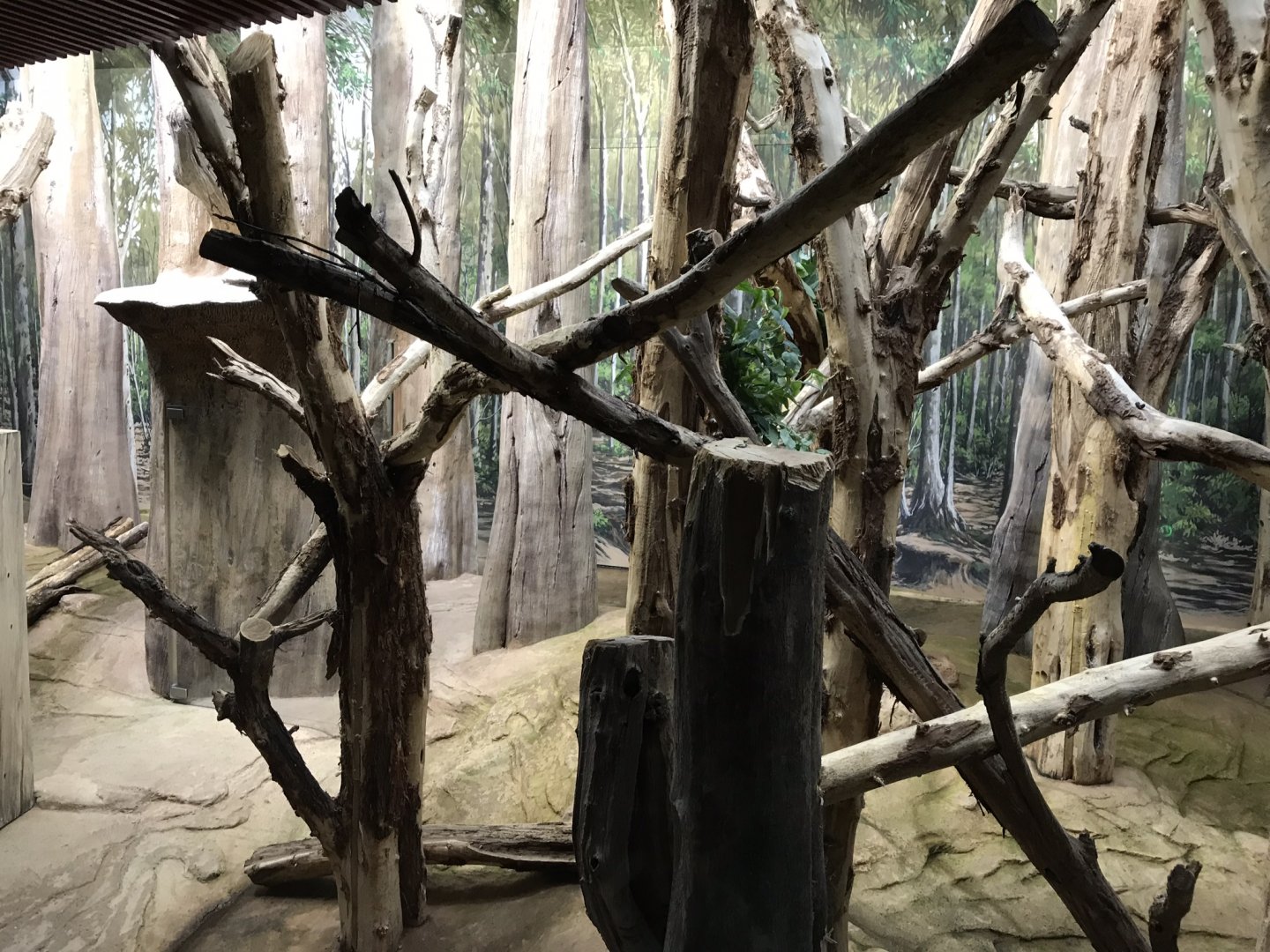 Koala exhibit 280118