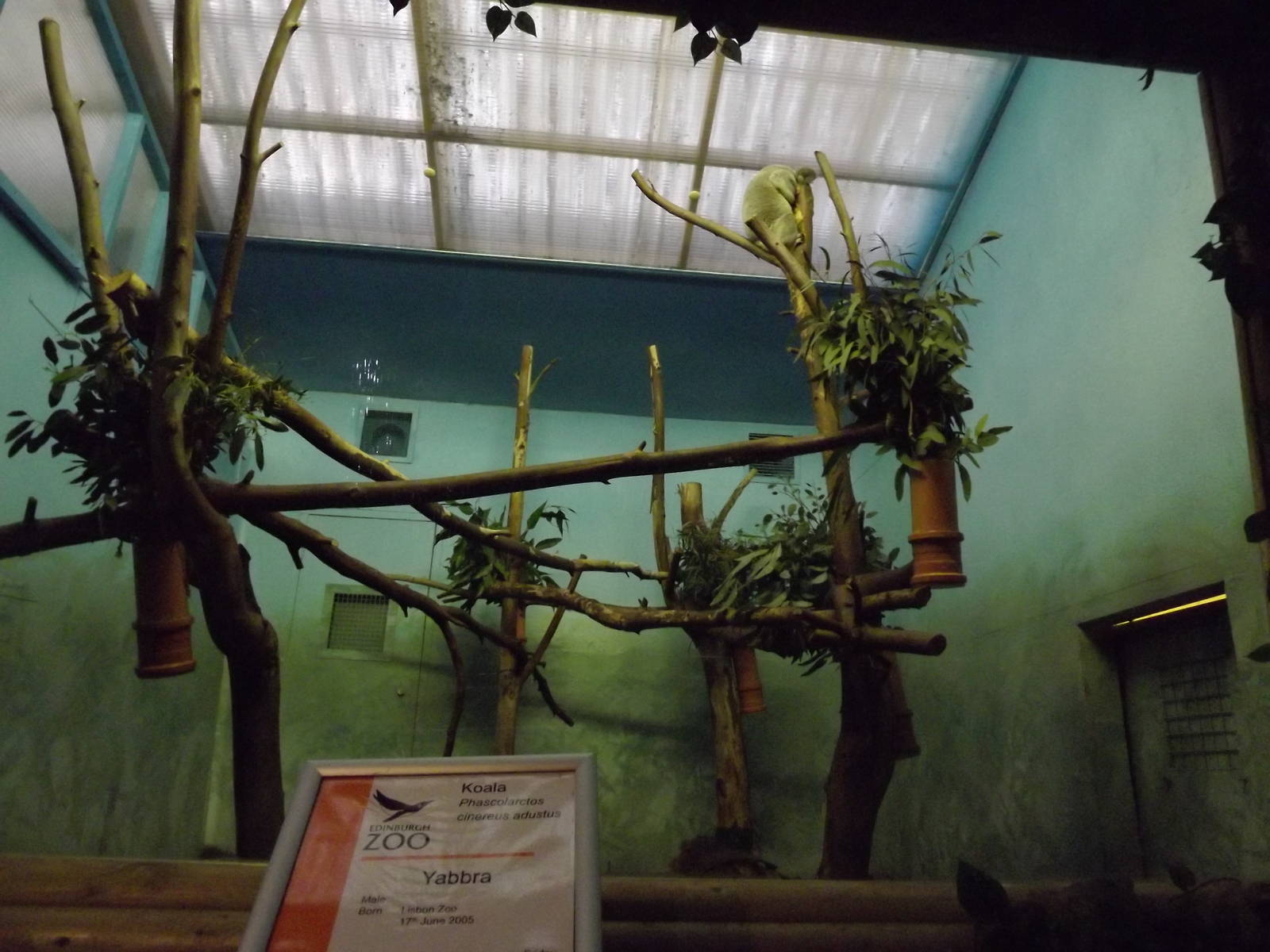 Koala exhibit at Edinburgh Zoo 28/12/11