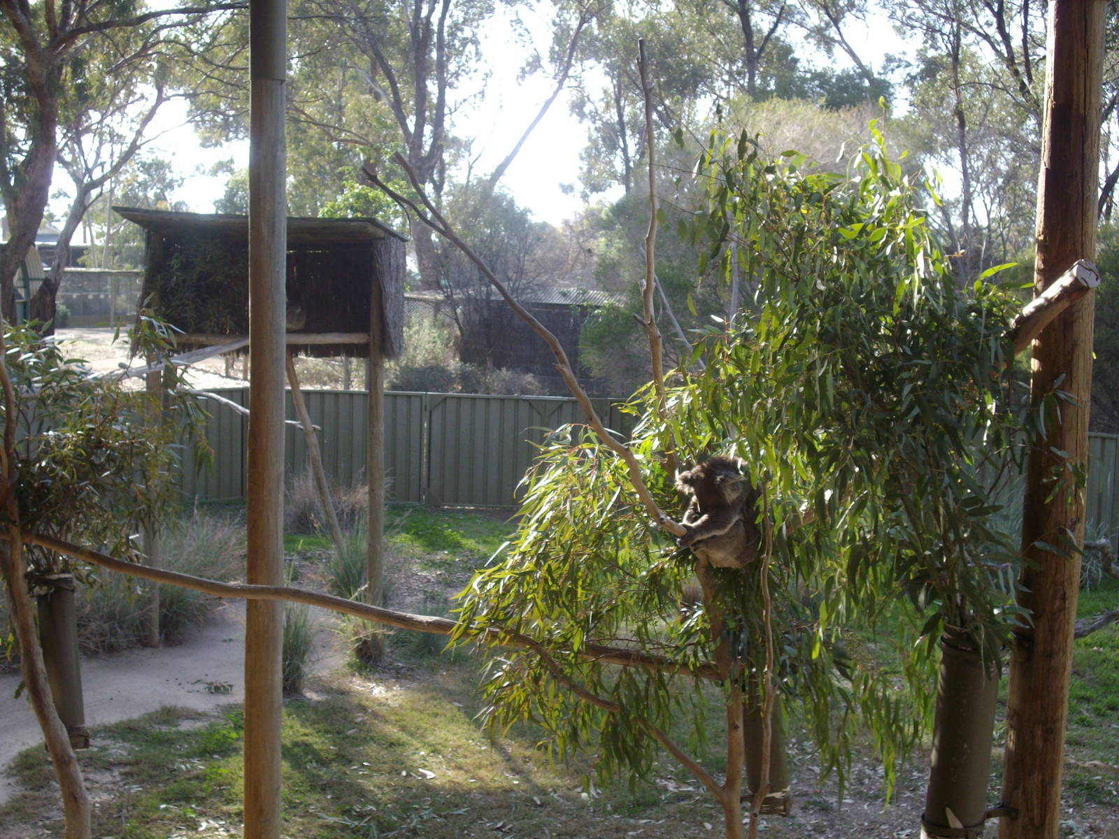 Koala Exhibit at the Kyabram Fauna Park