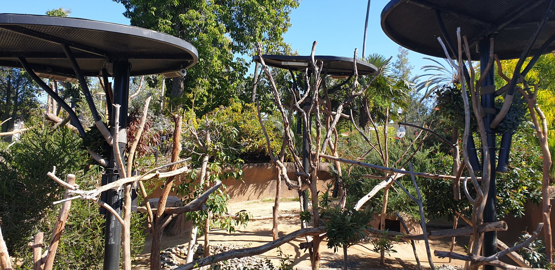 Koala exhibit, Australian Outback