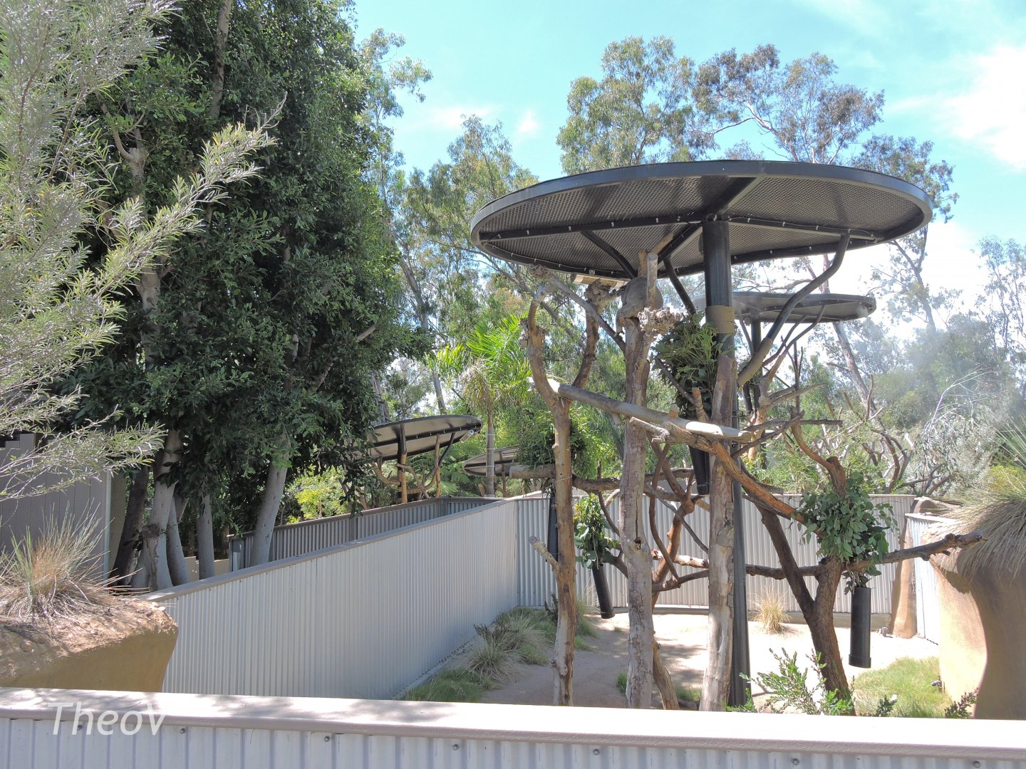 Koala exhibit - Outback [2015]