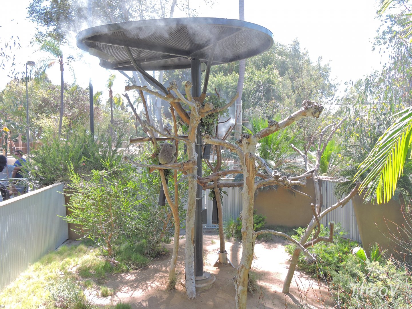 Koala exhibit - Outback [2015]