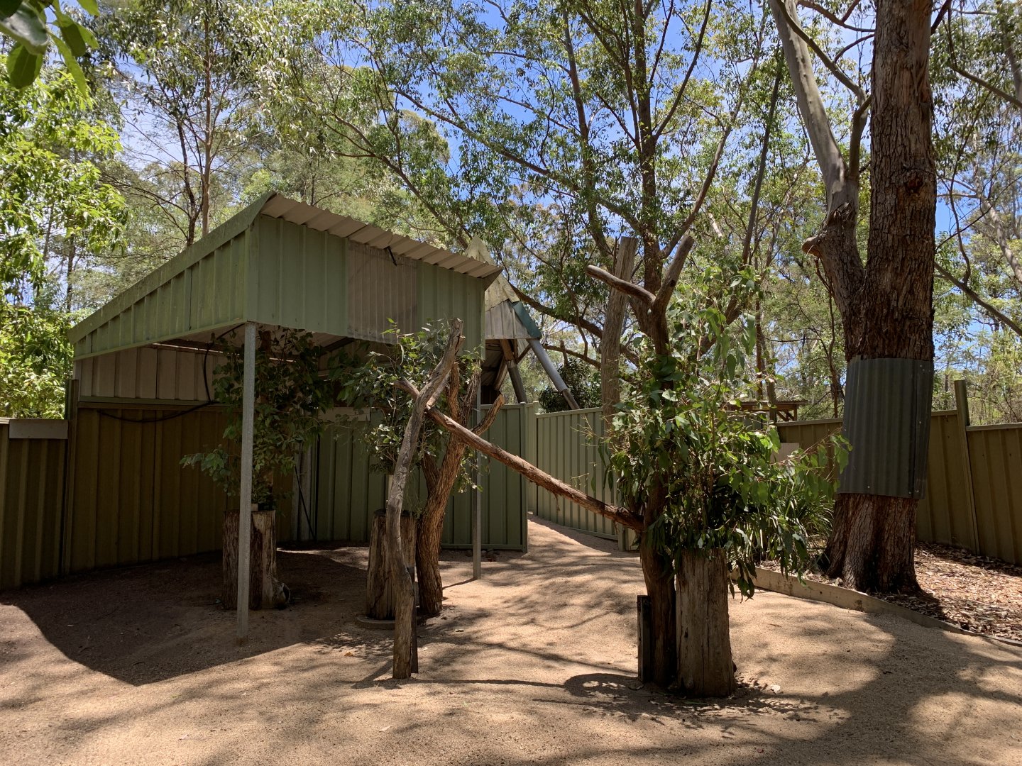 Koala Exhibit (Potoroo Palace)