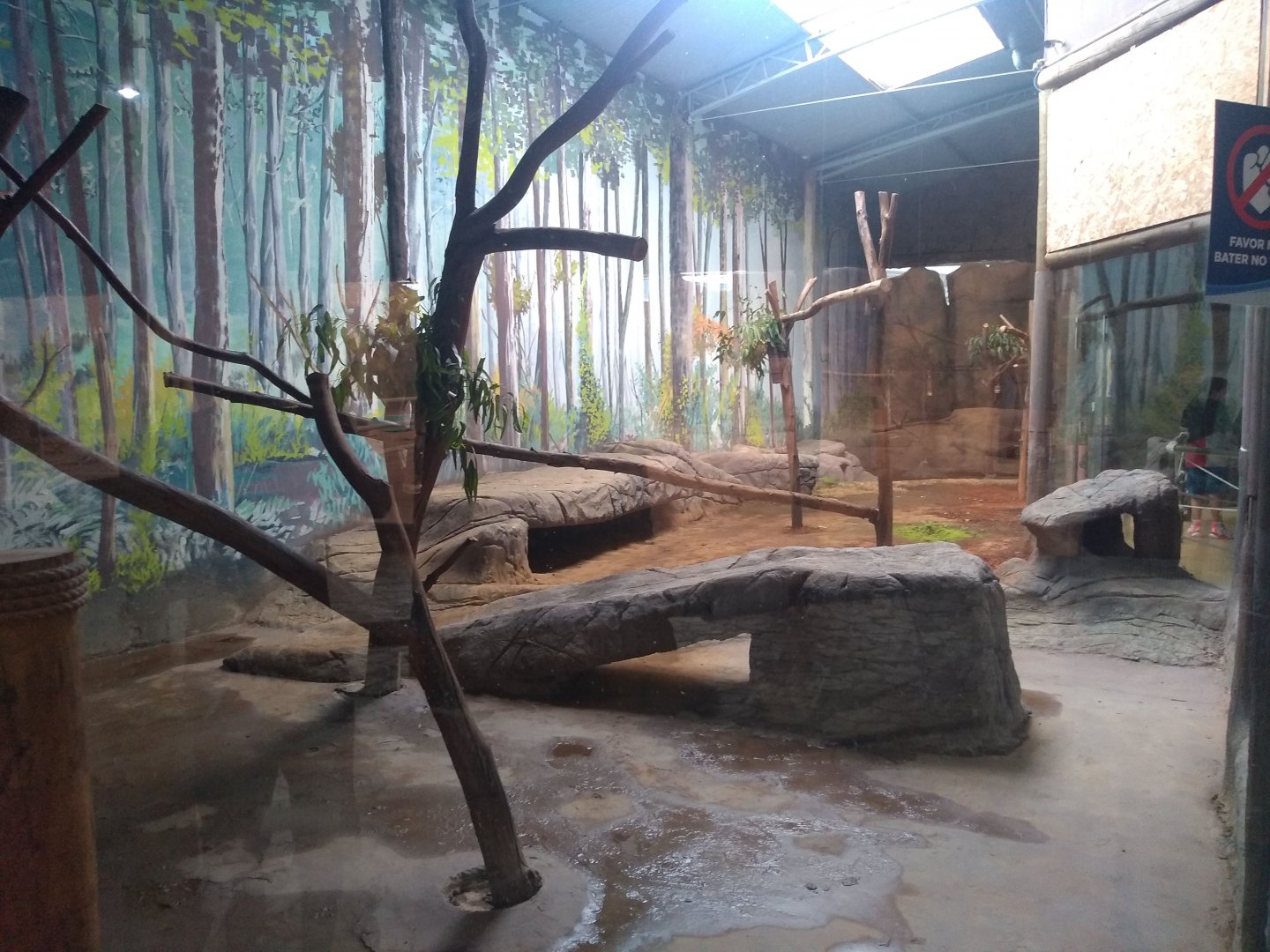 Koala exhibit - São Paulo aquarium