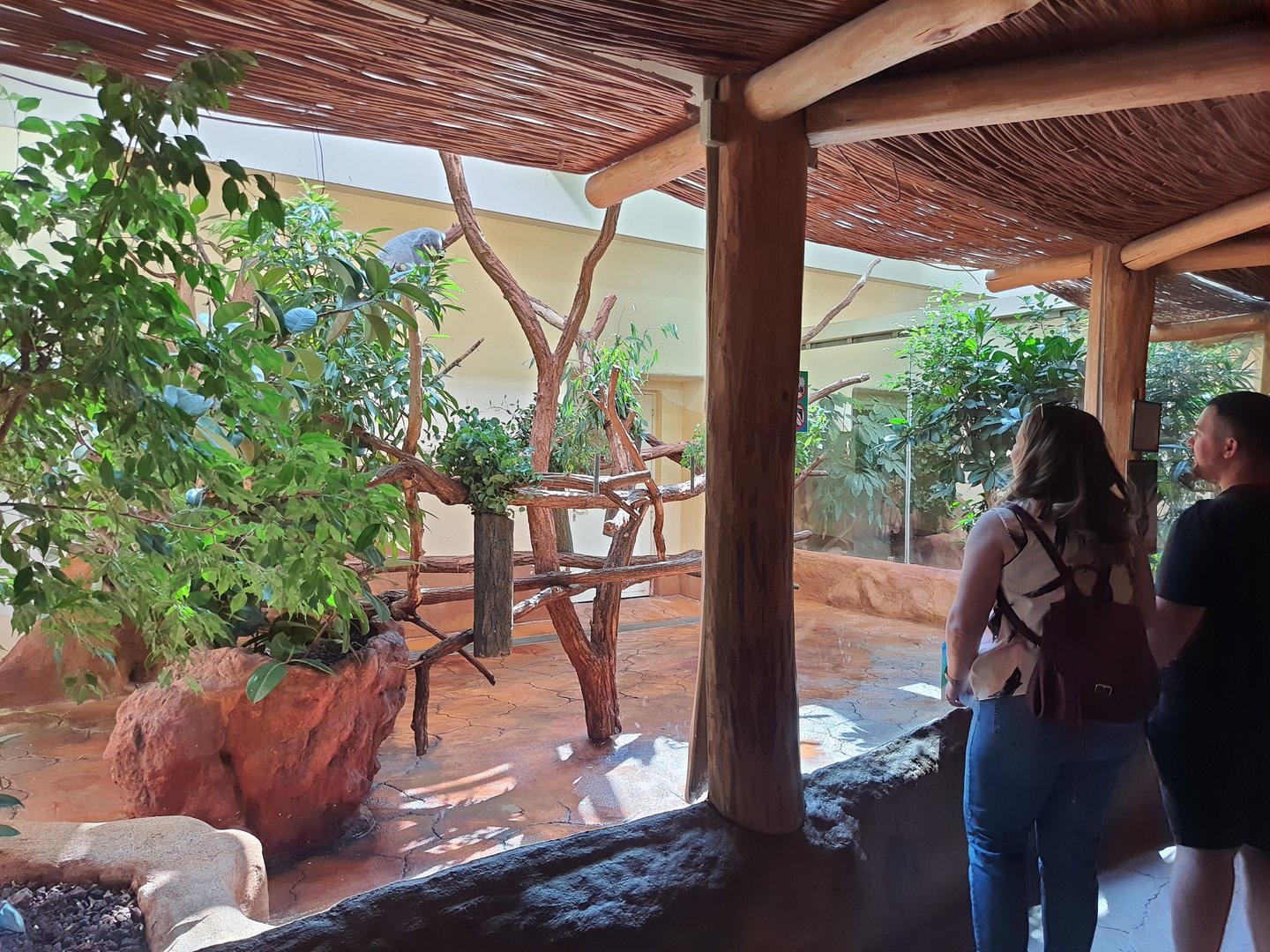 Koala exhibit-Tiergarten Schönbrunn