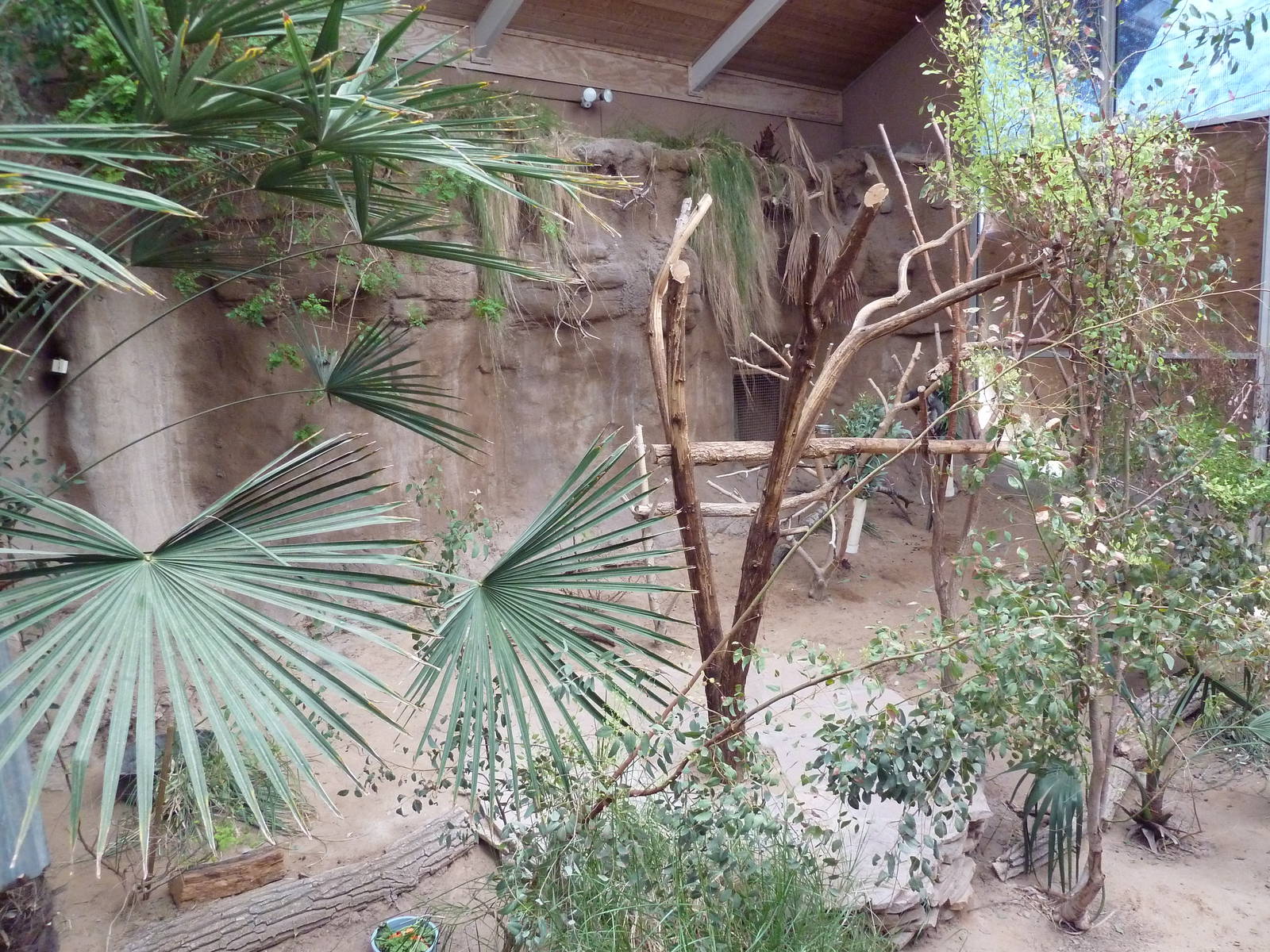 Koala Exhibit