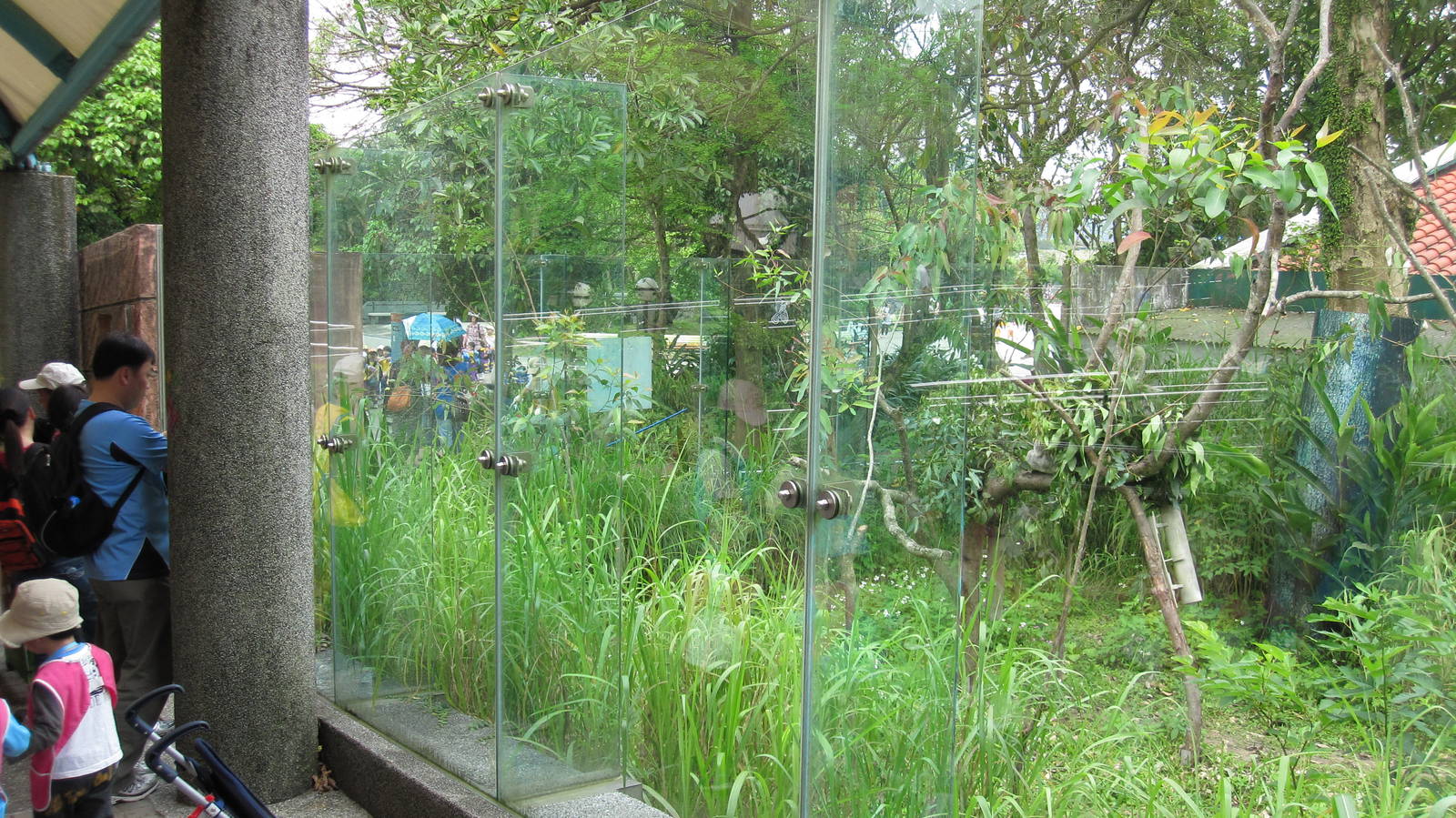Koala exhibit