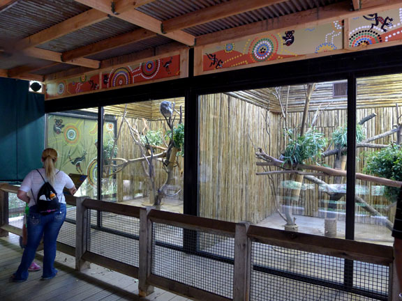 koala exhibit