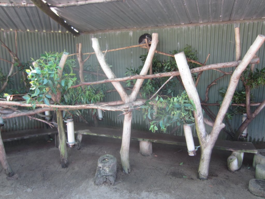 Koala exhibit