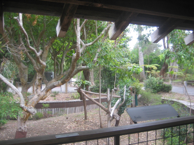 Koala exhibit