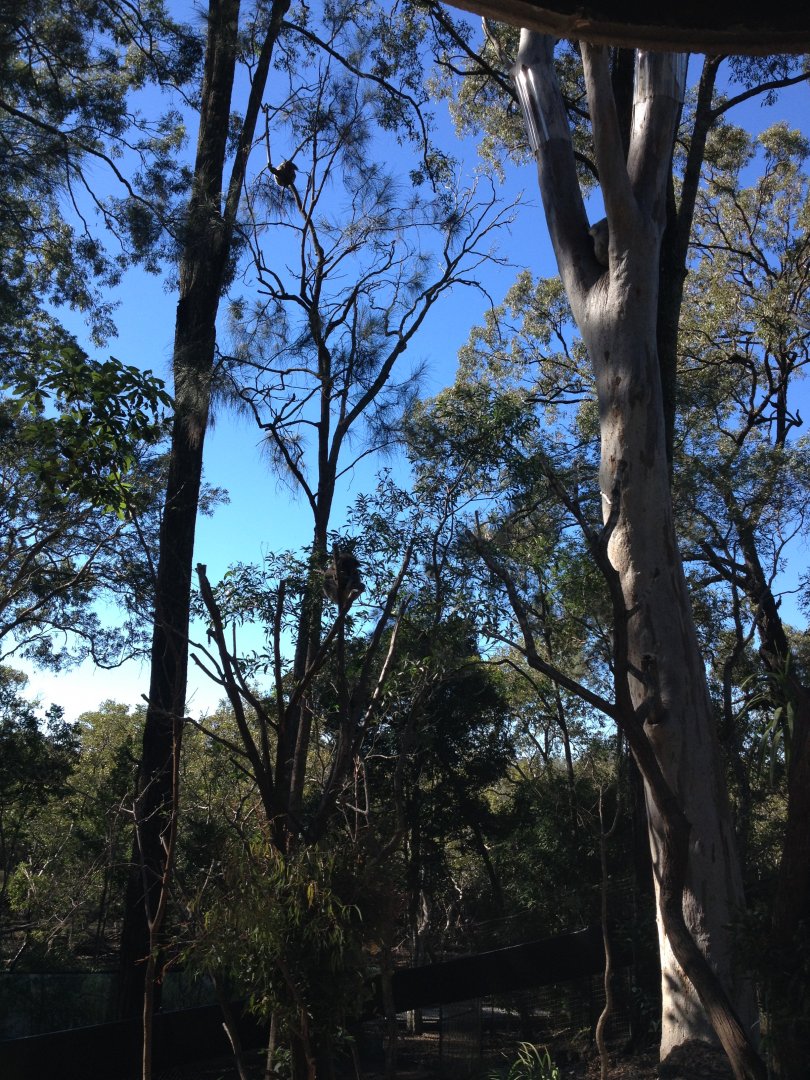 Koala exhibit