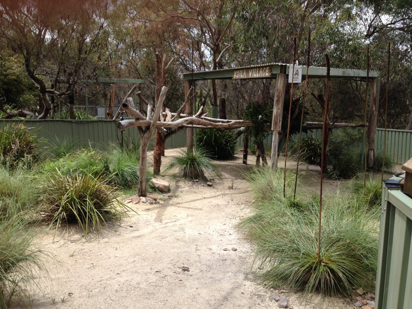 Koala exhibit