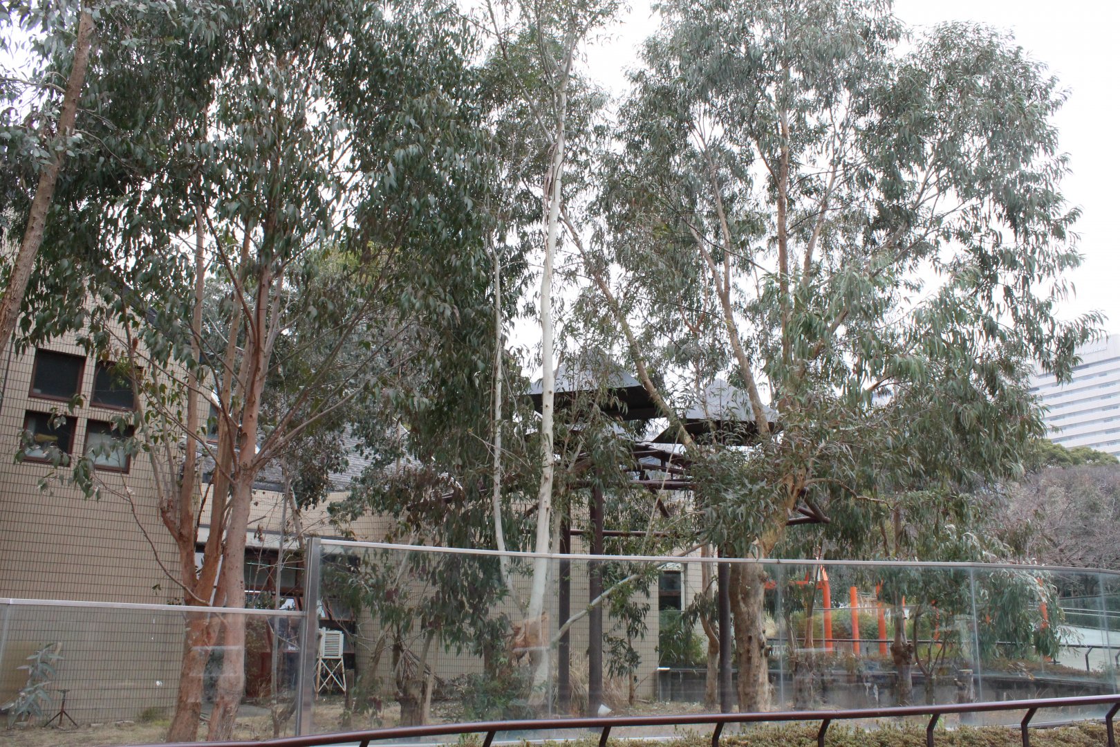 Koala exhibit