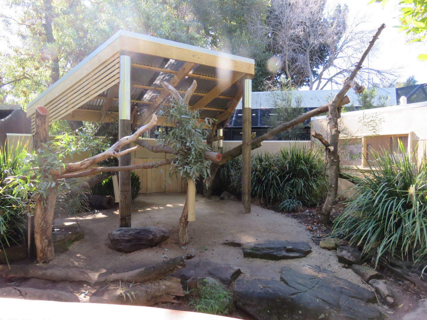 Koala Exhibit
