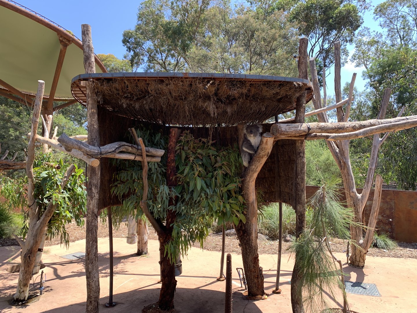 Koala Exhibit