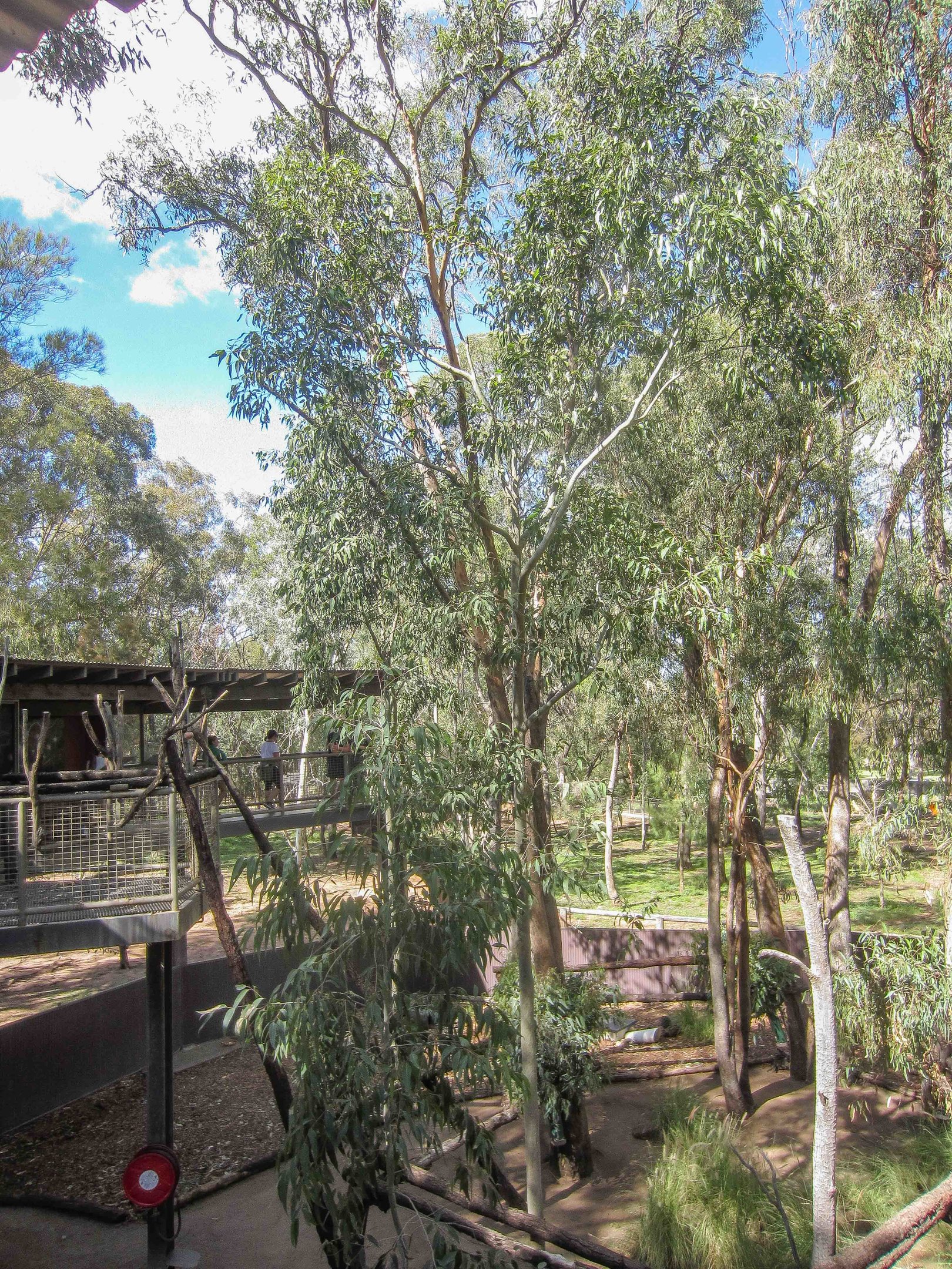 Koala Exhibit