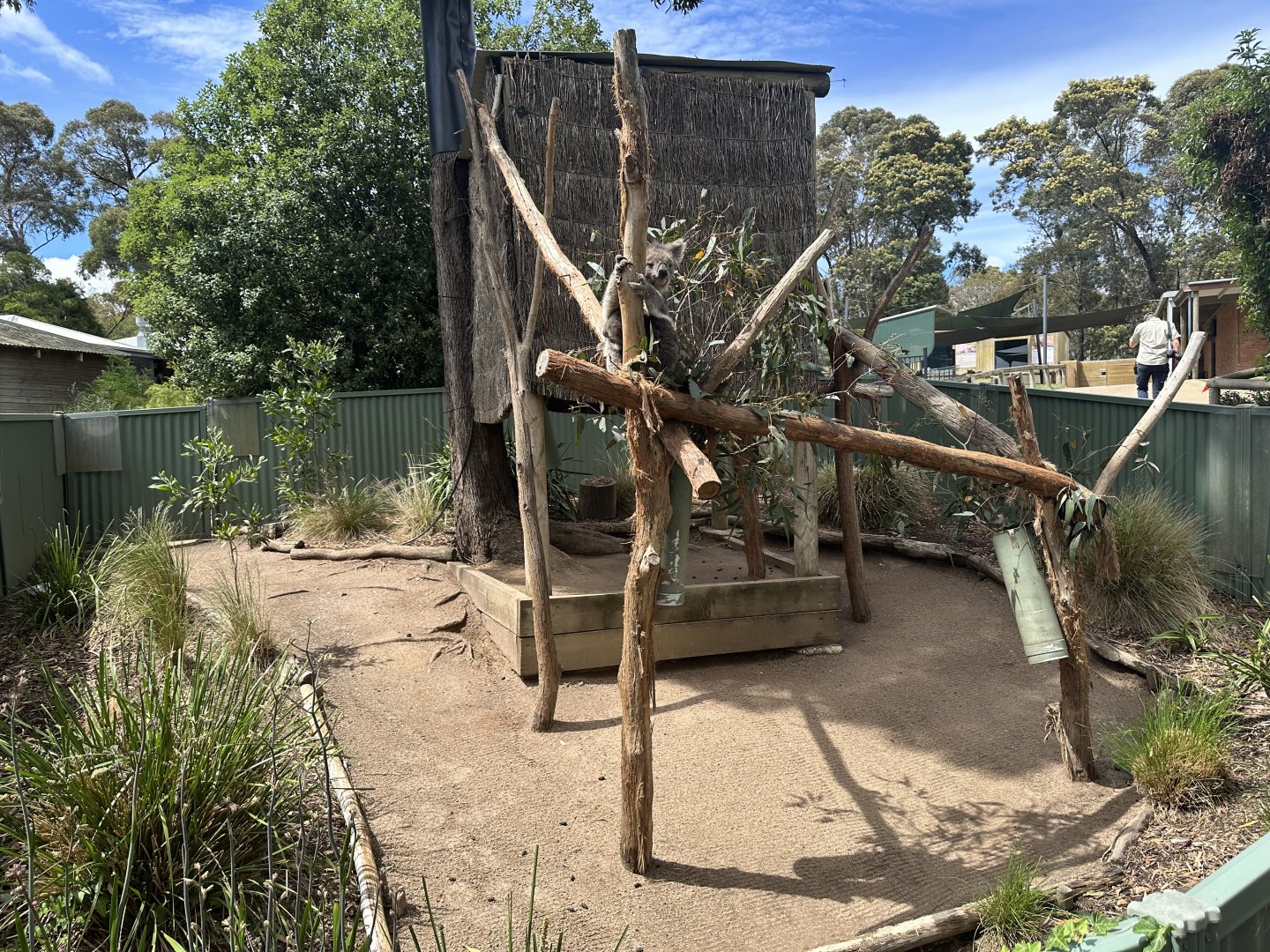 Koala Exhibit