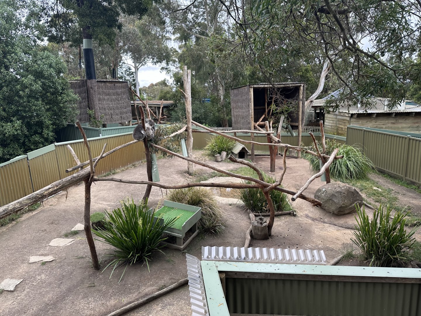 Koala Exhibit