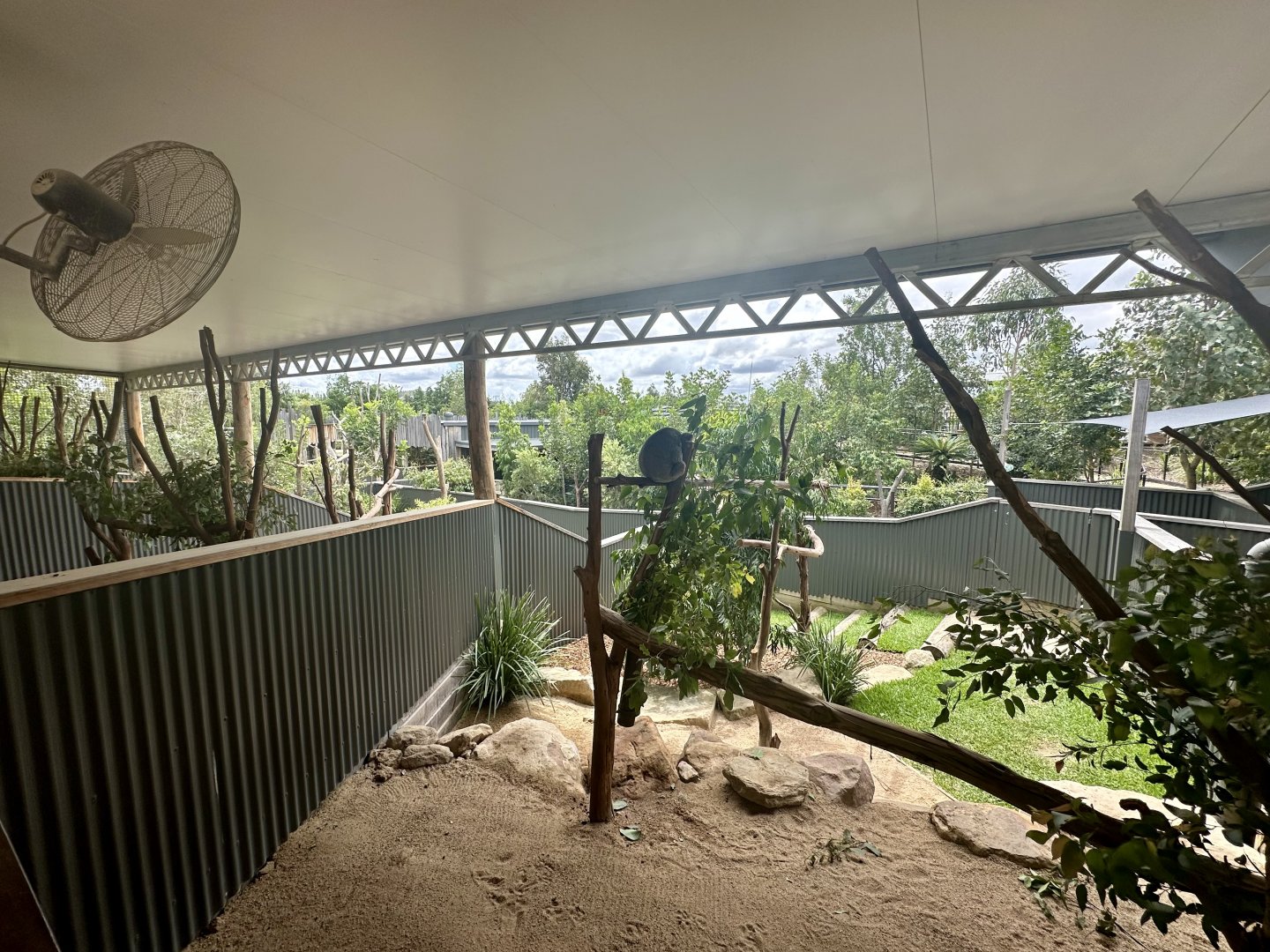 Koala Exhibit