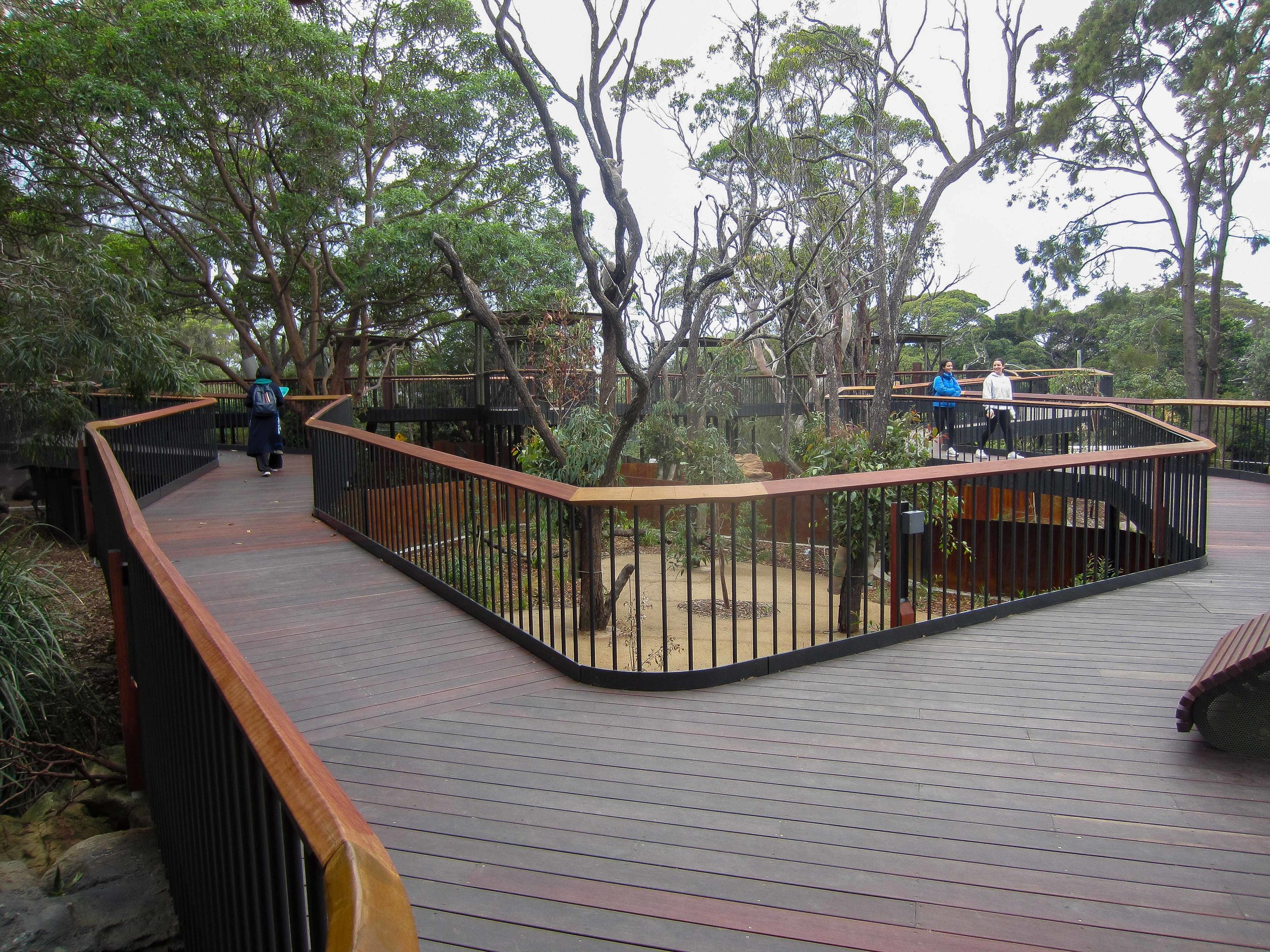 Koala exhibits