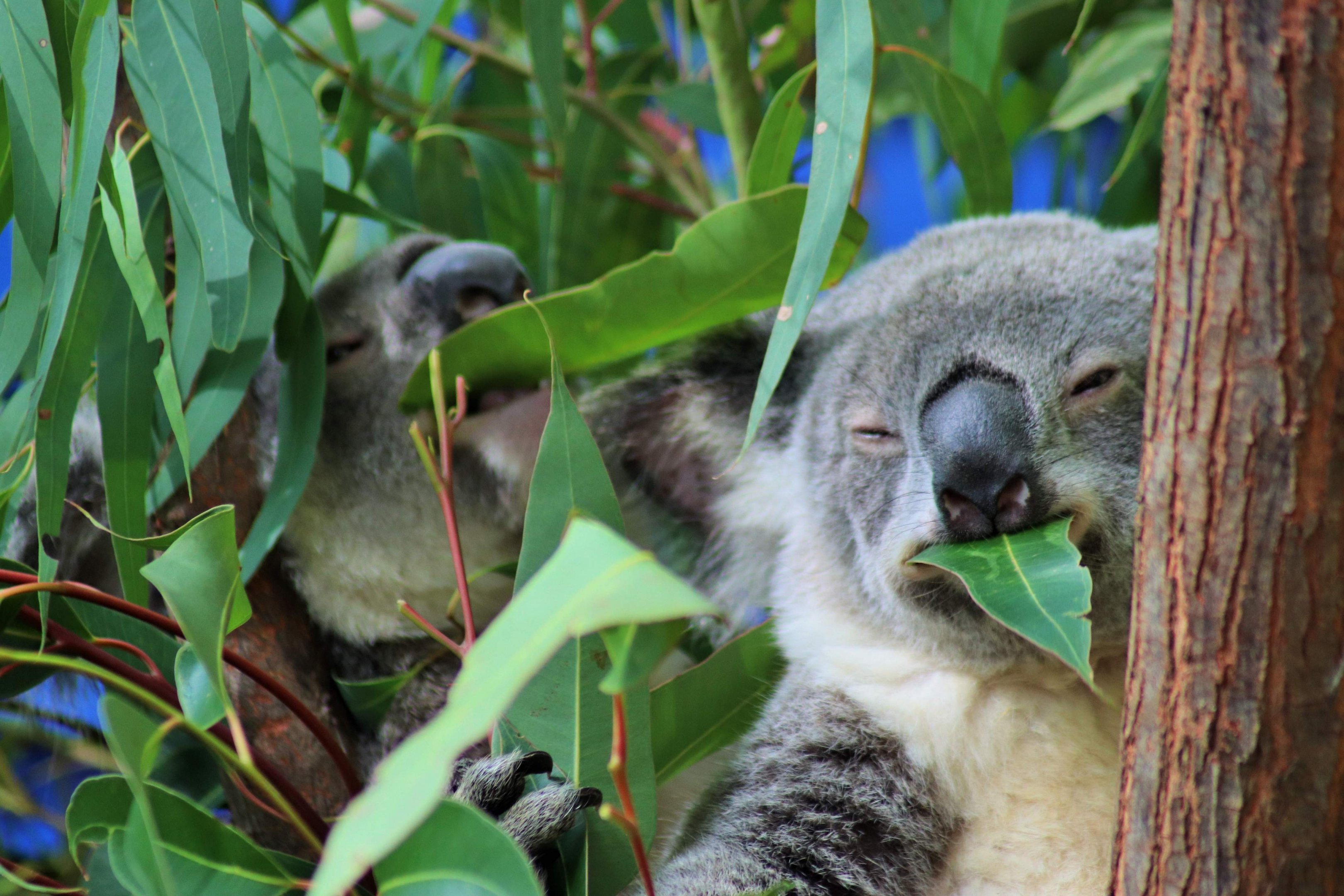 Koala Feeding Time