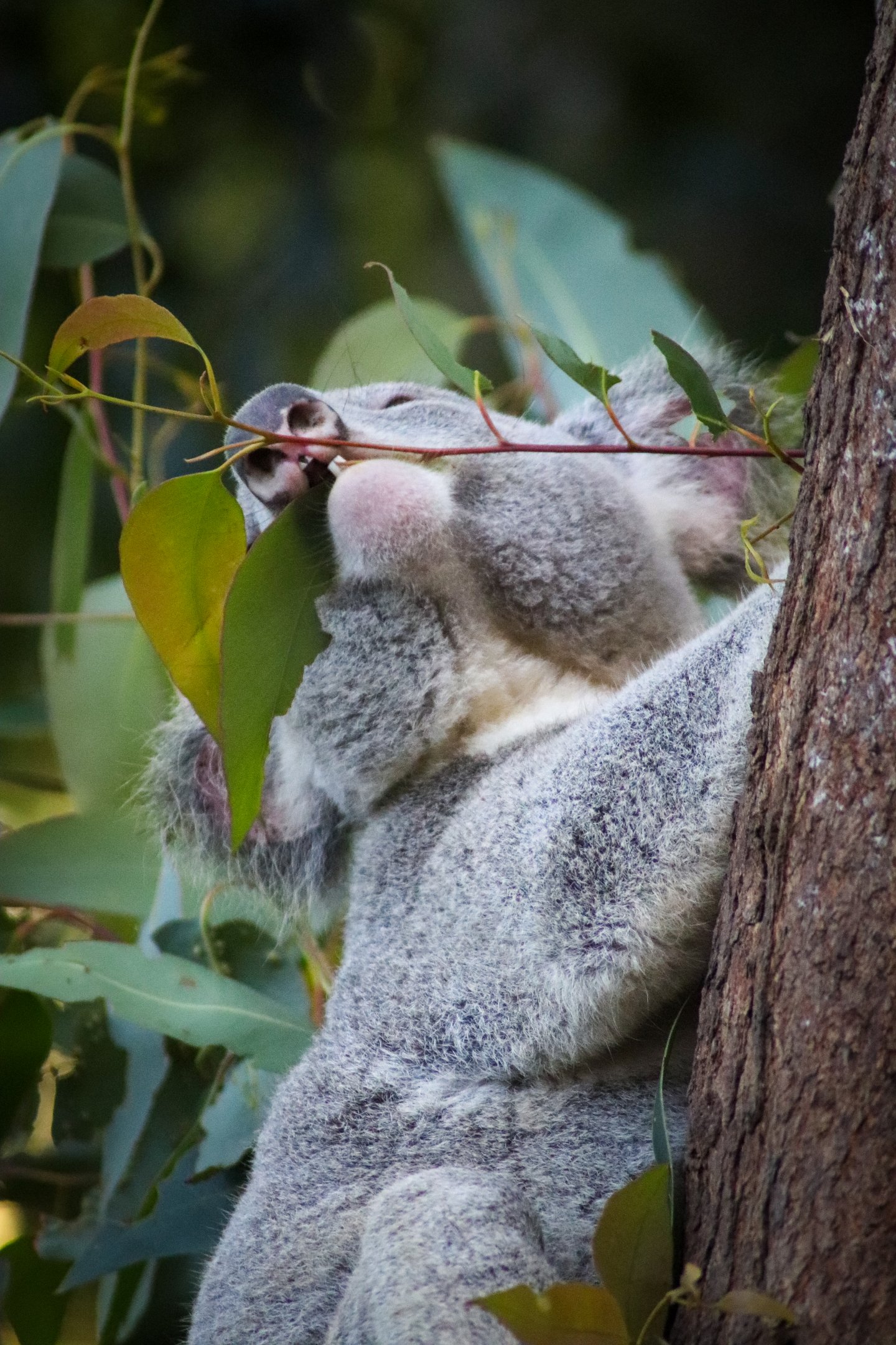 Koala Feeding Time
