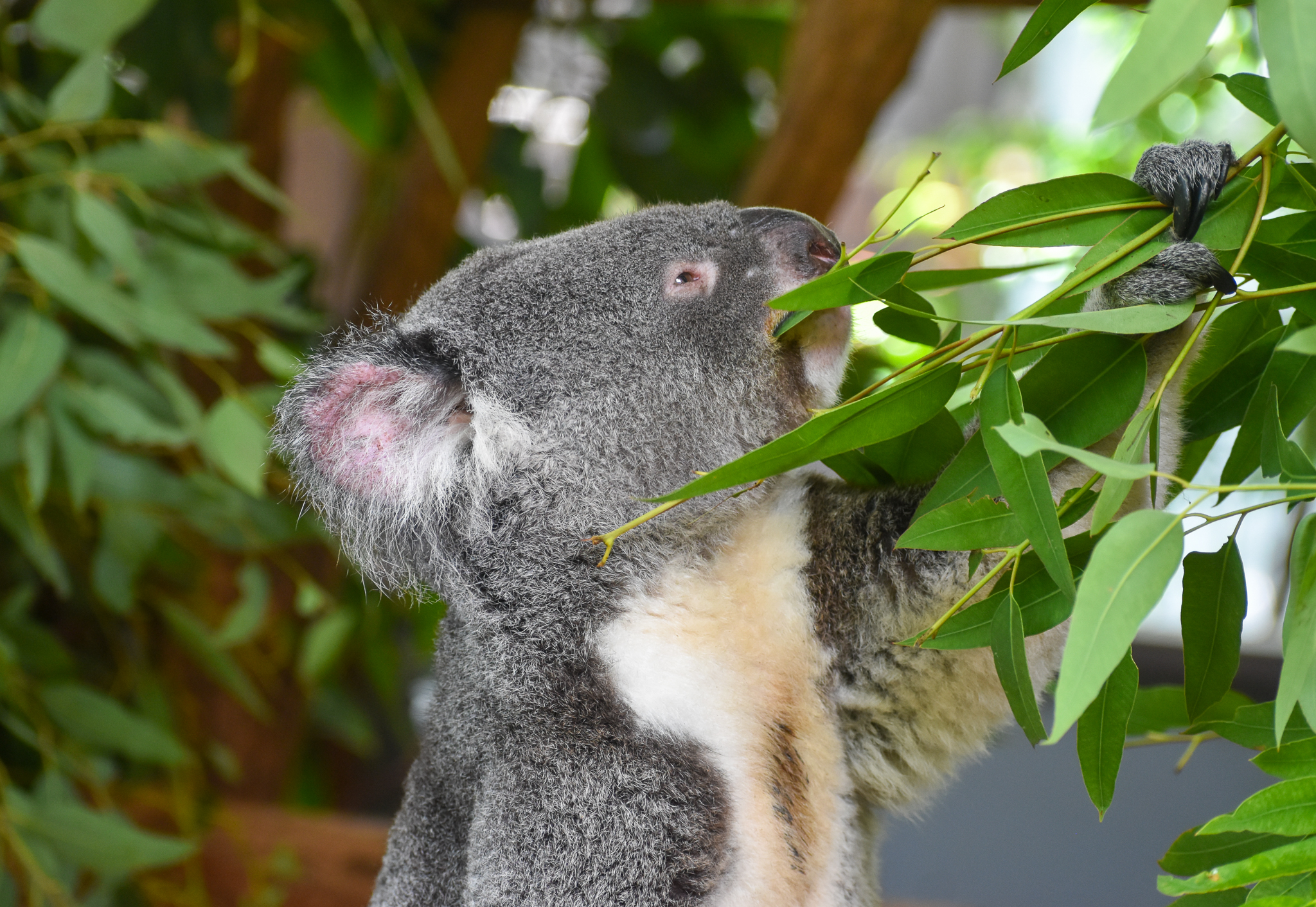 Koala feeding