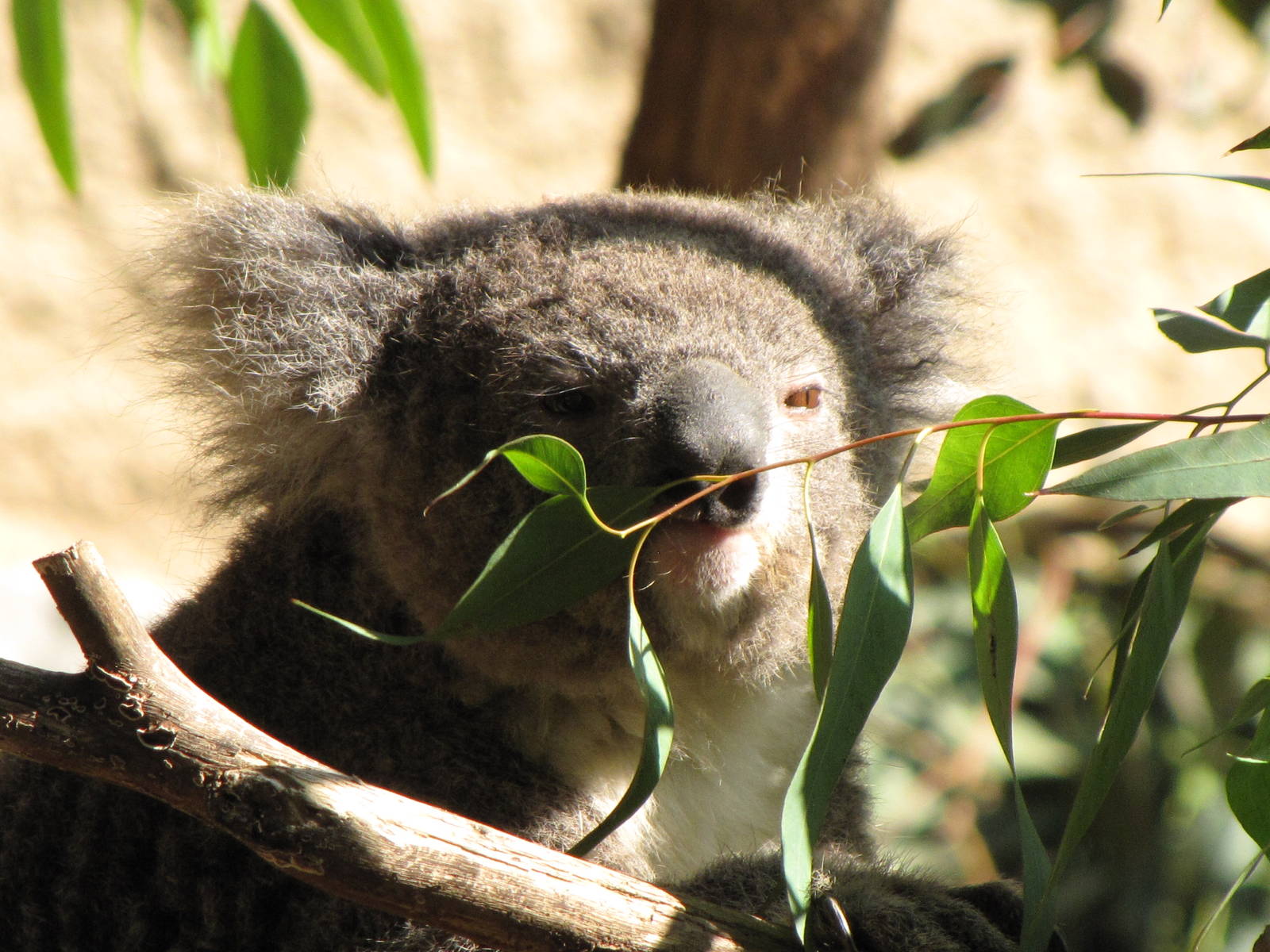 Koala Feeding