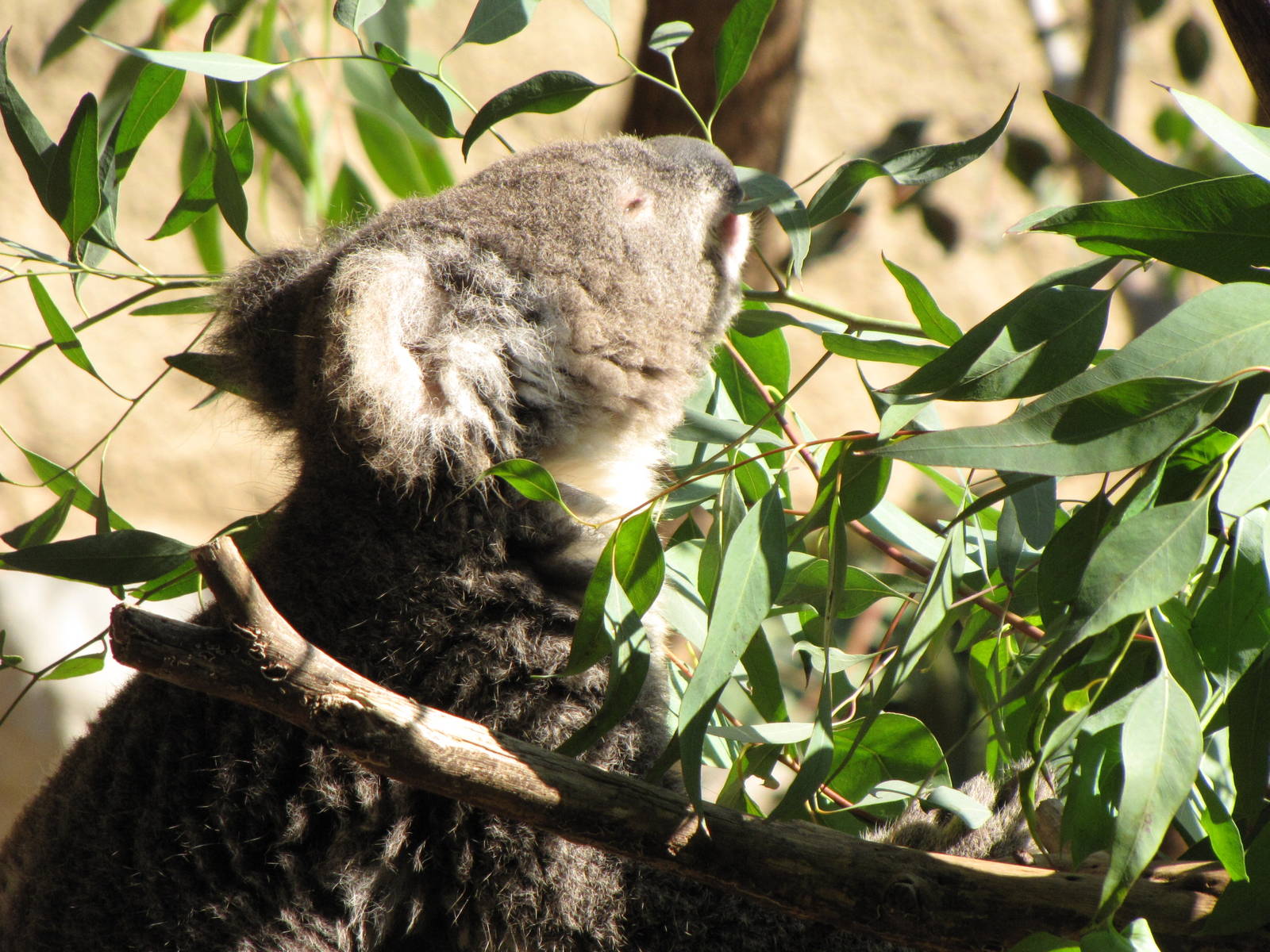 Koala Feeding