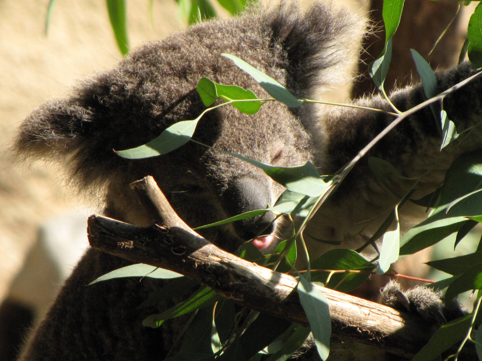 Koala Feeding