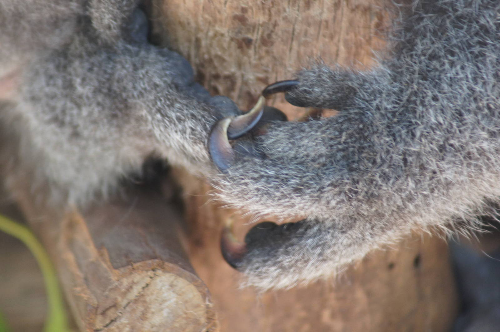 Koala feet