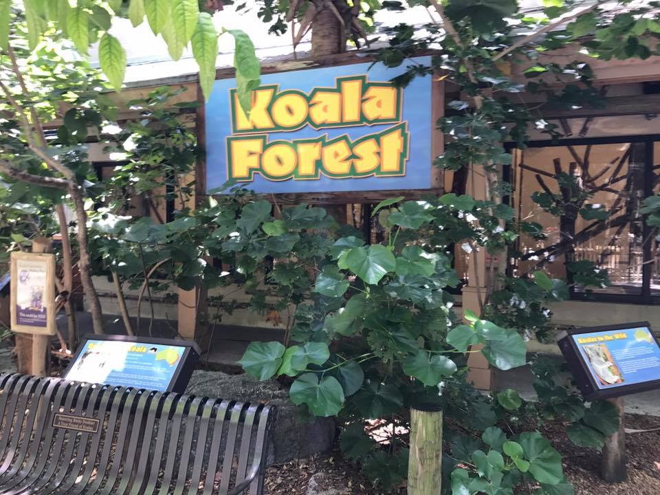Koala Forest