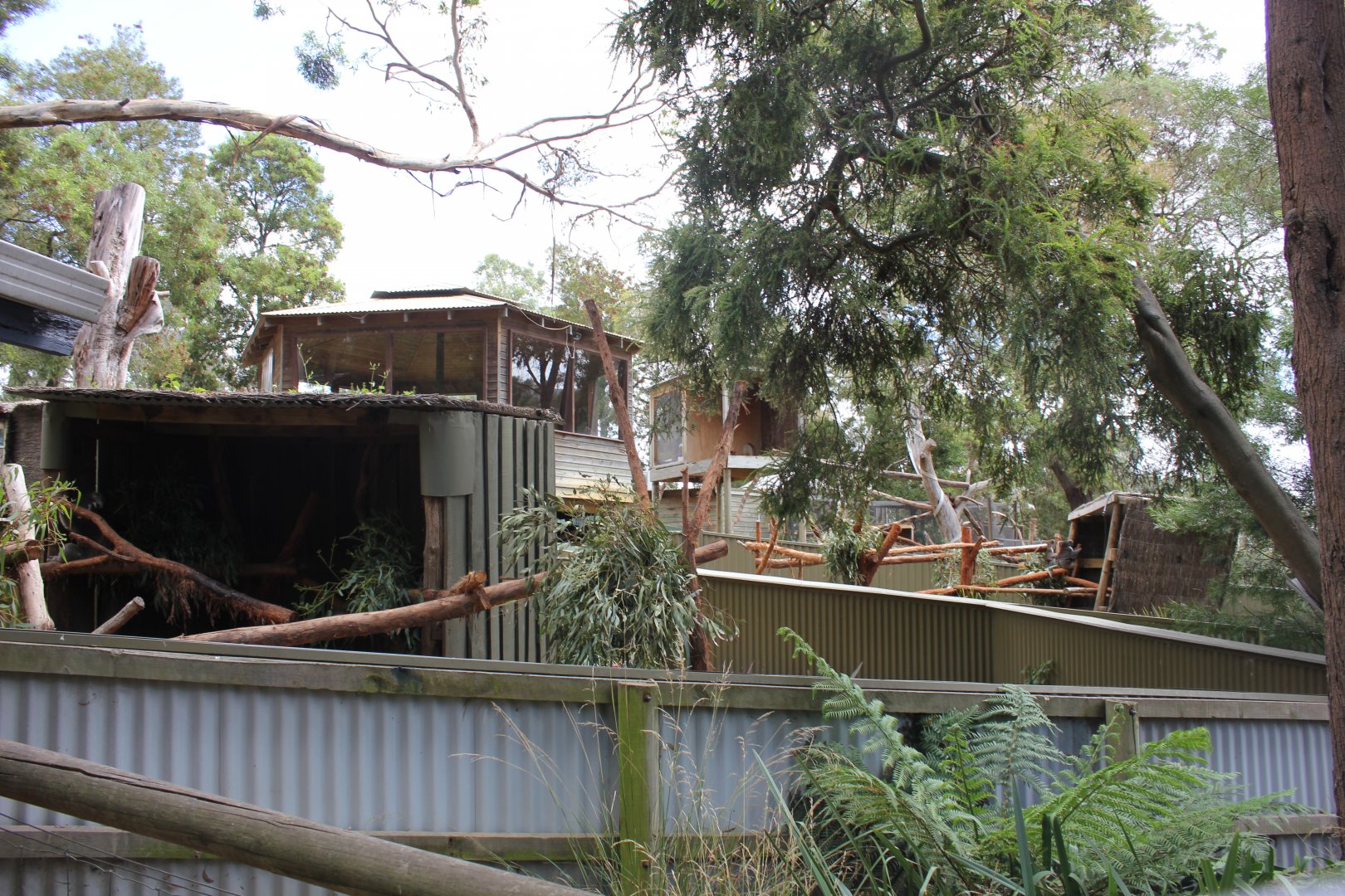 Koala & Goodfellow's Tree-kangaroo enclosures