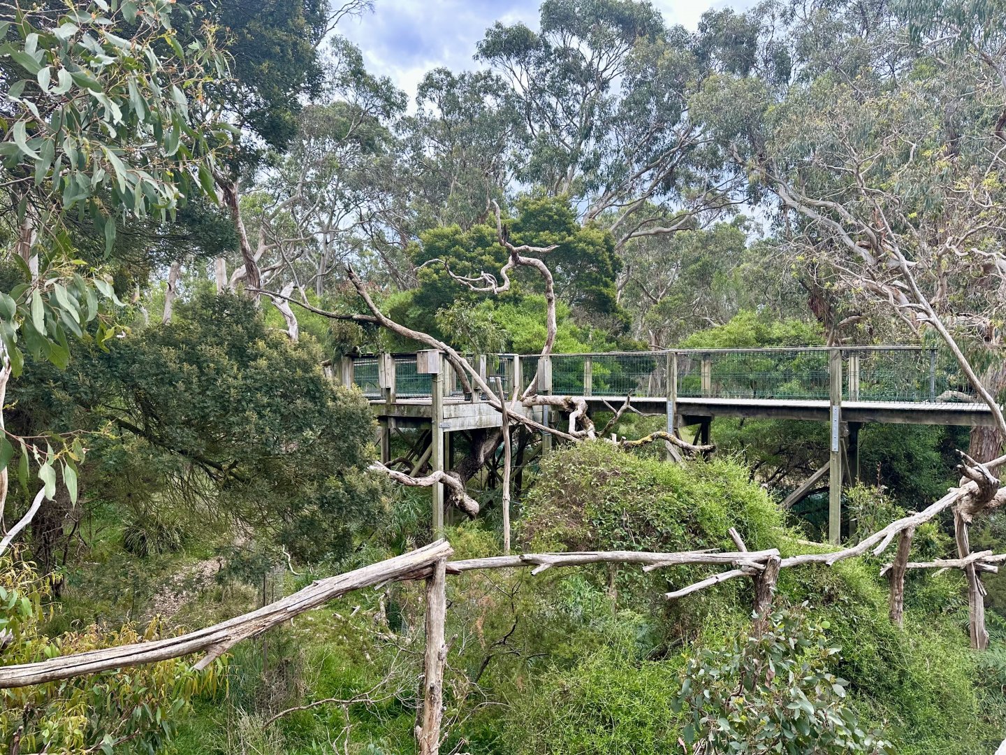 Koala Habitat (Koala Conservation Reserve, Phillip Island)