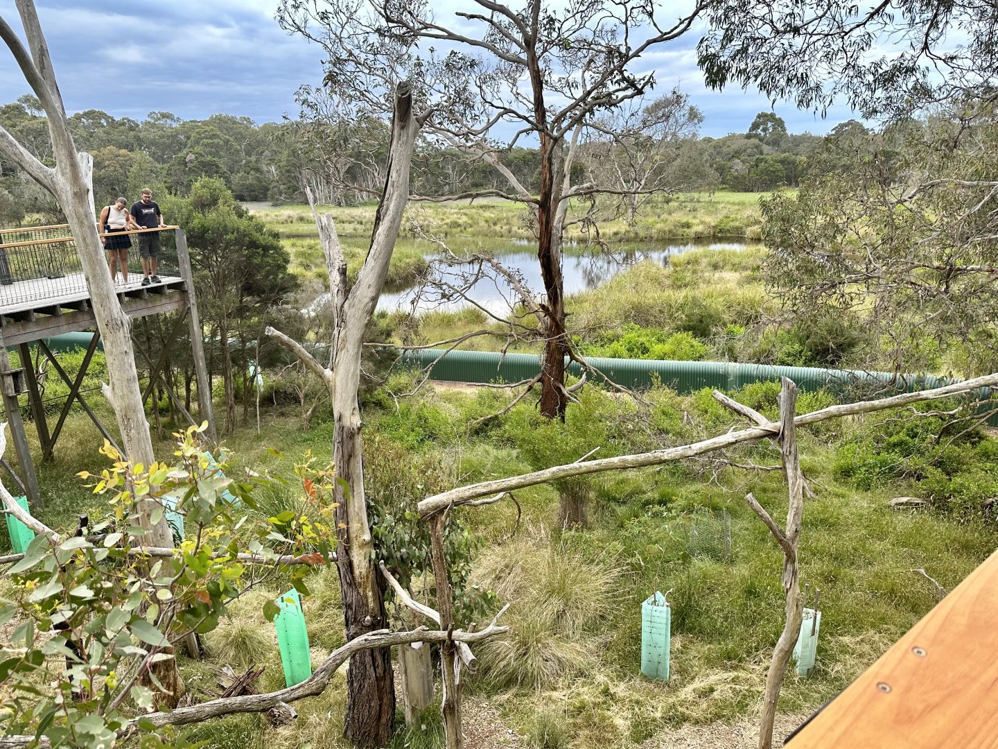 Koala Habitat (Koala Conservation Reserve, Phillip Island)