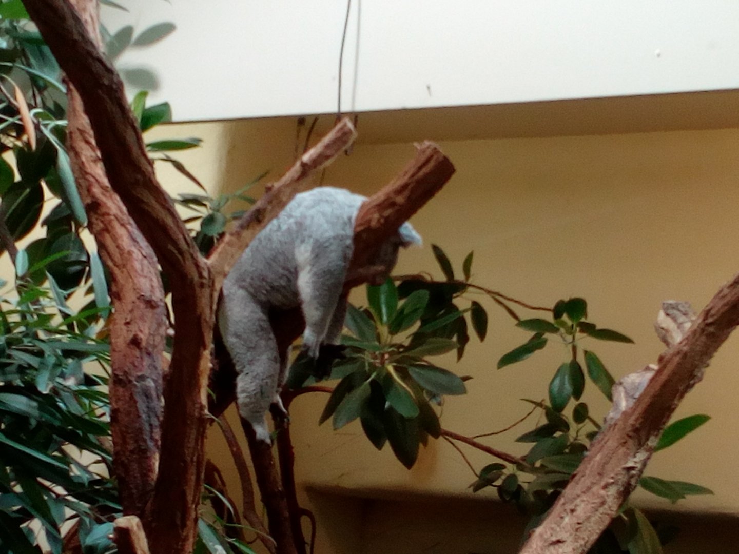 Koala hanging on a branch