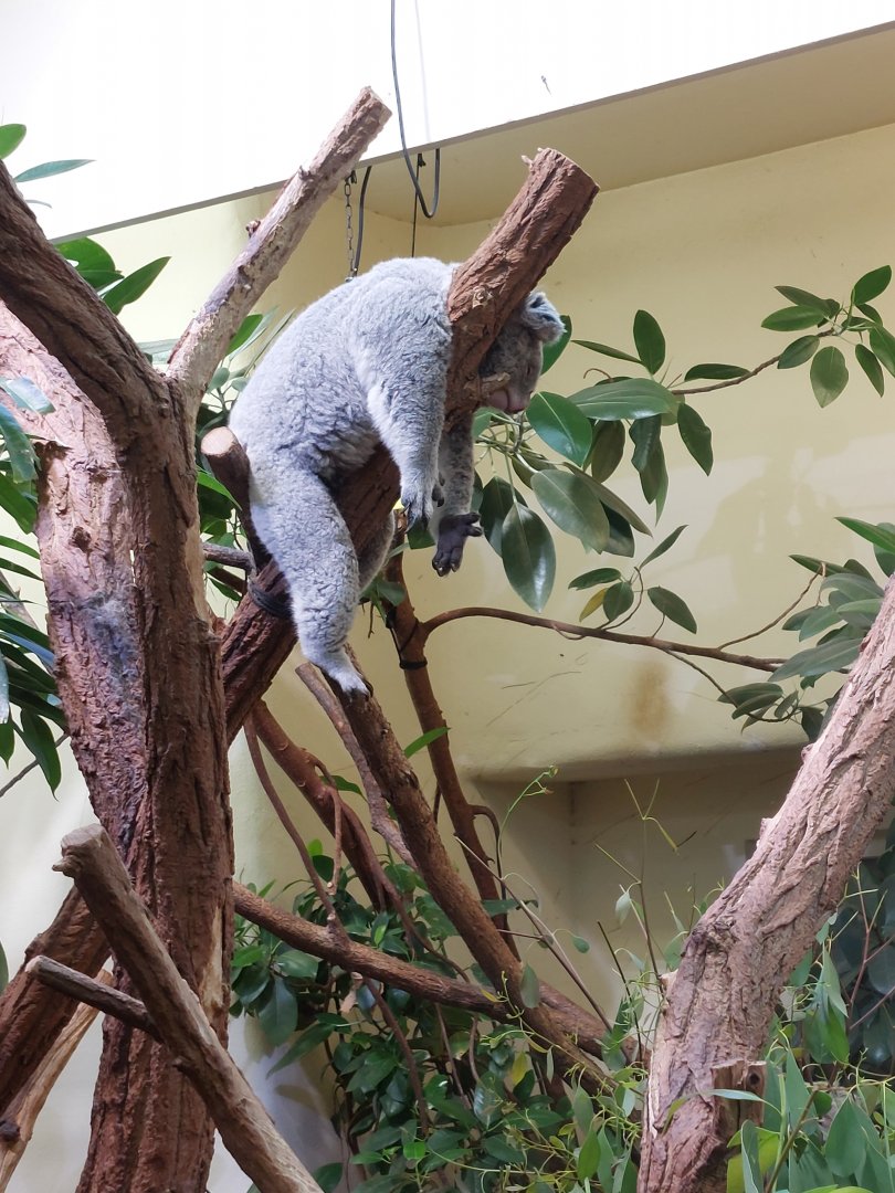 Koala having a bad day
