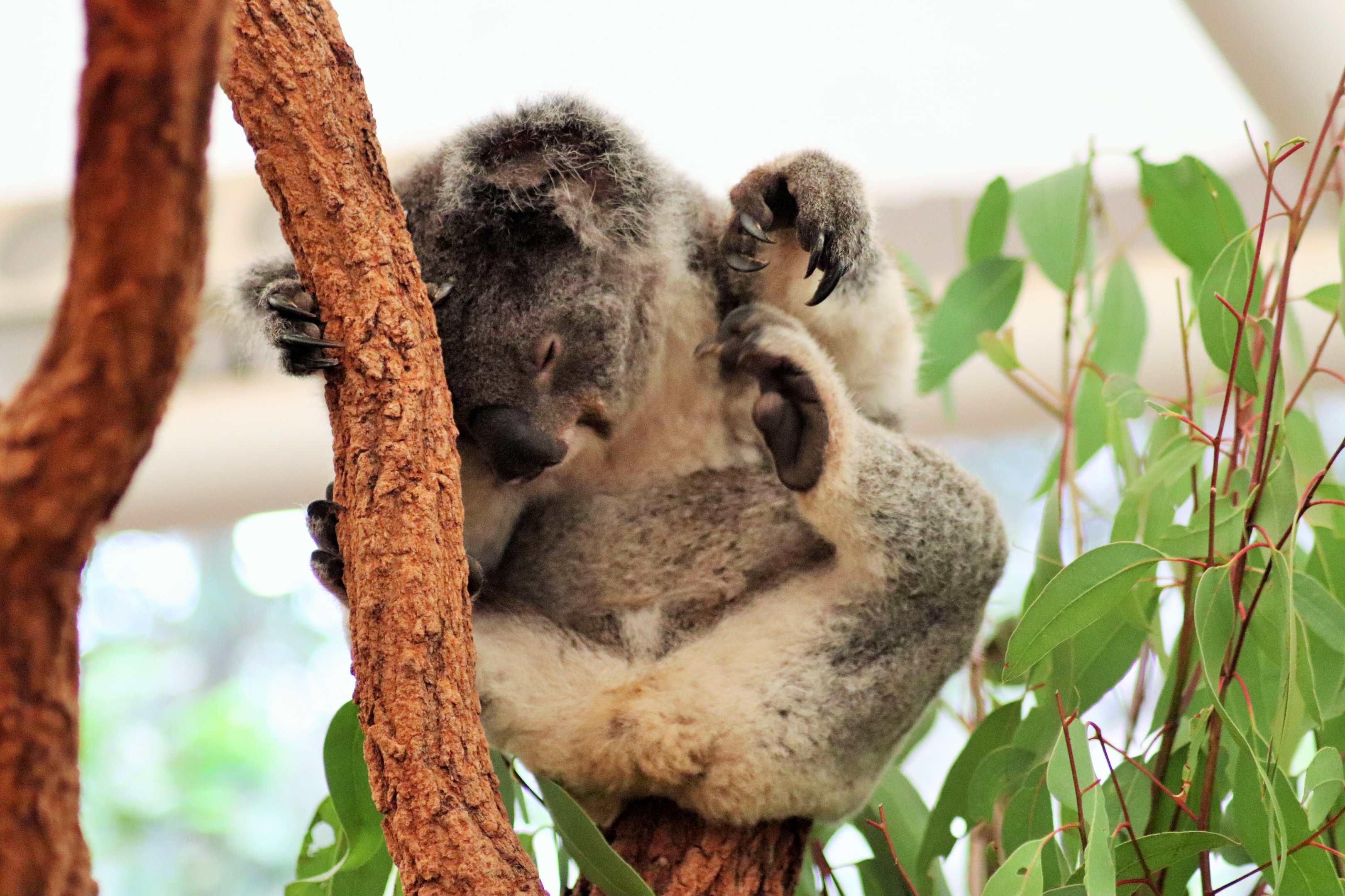 Koala Having A Scratch