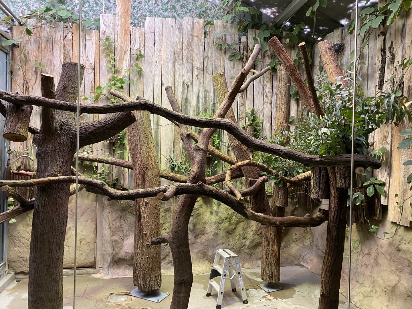 Koala House 011219