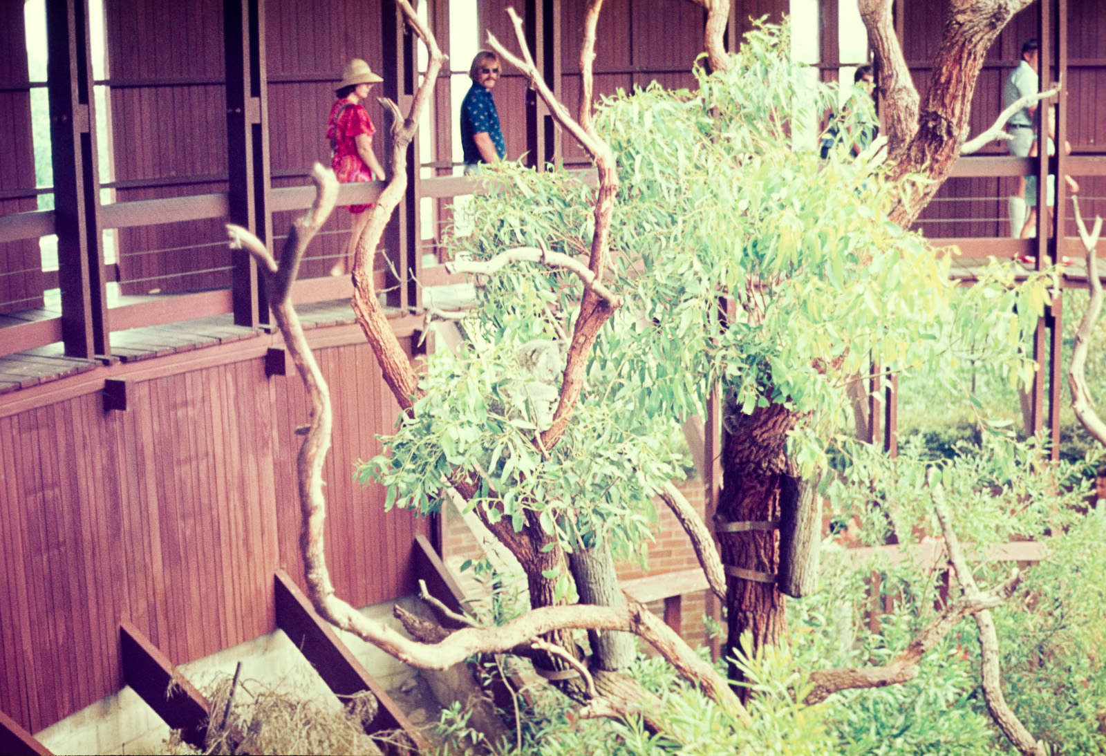 Koala House - Dec 1976