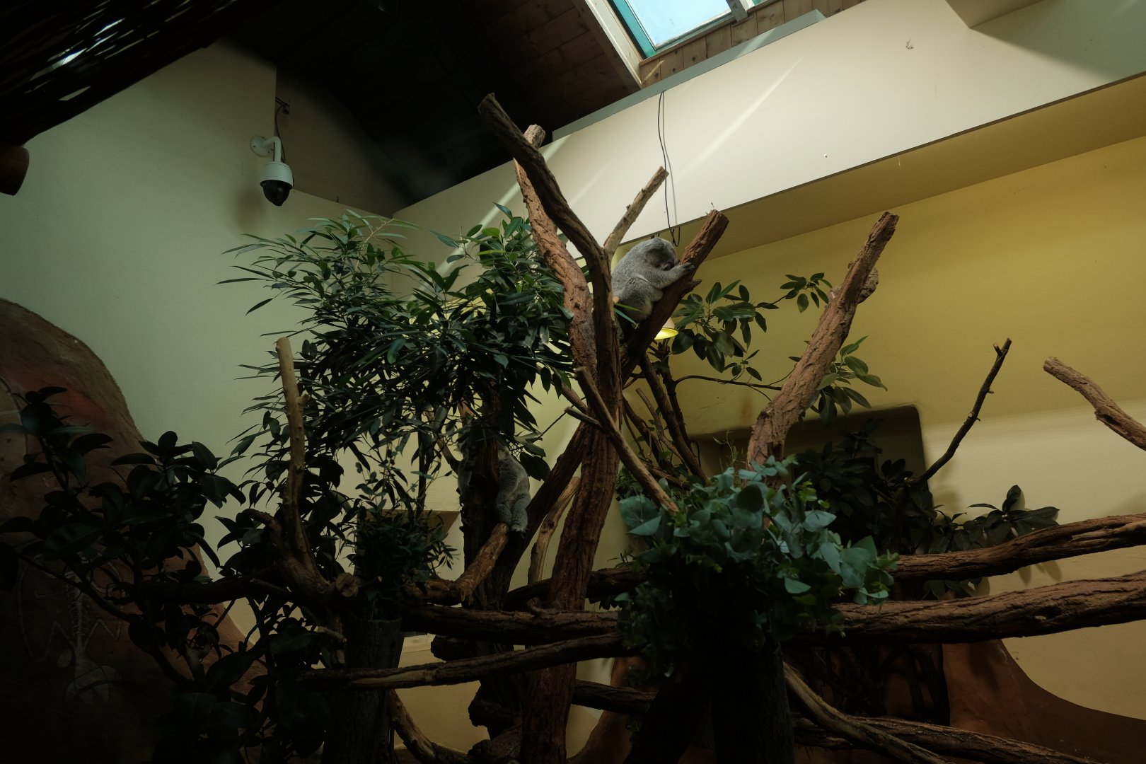 Koala House Interior - Fall 2024