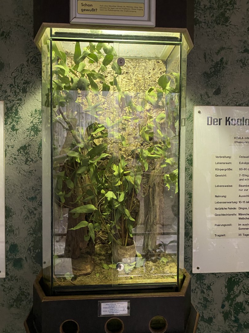 Koala House - Pinkj-winged stick insect exhibit 011219