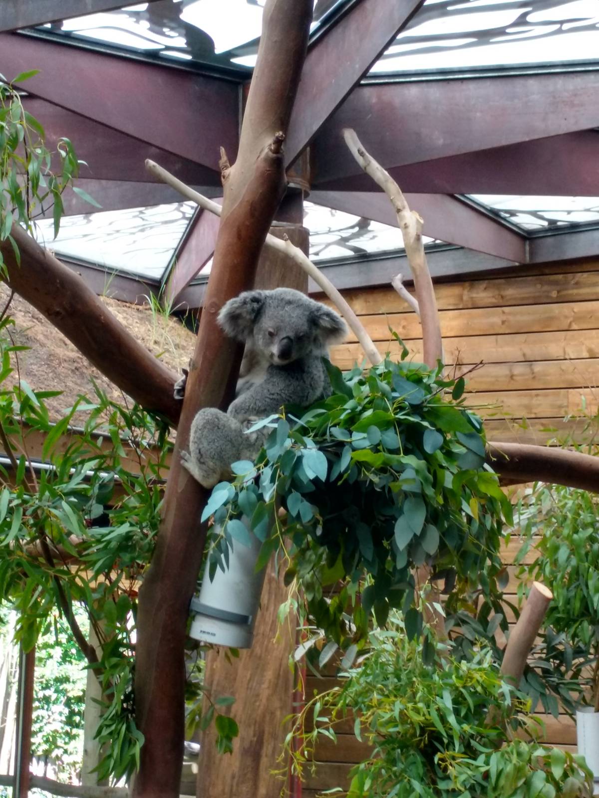 Koala house