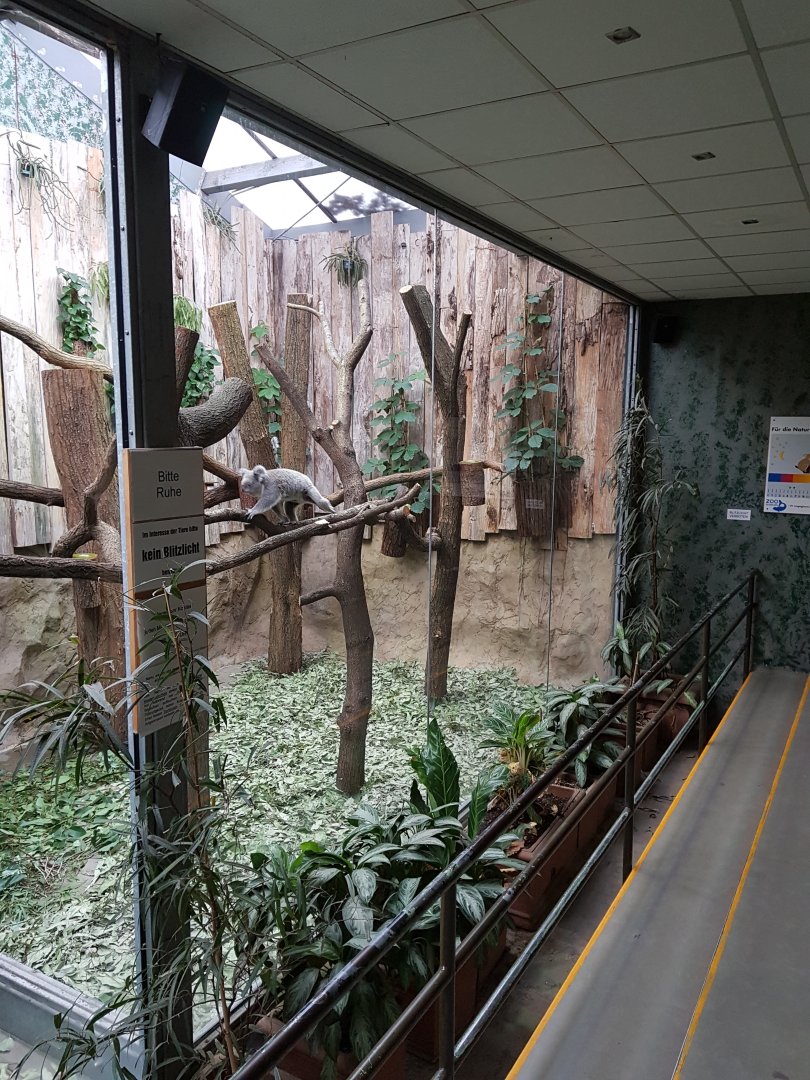 Koala house