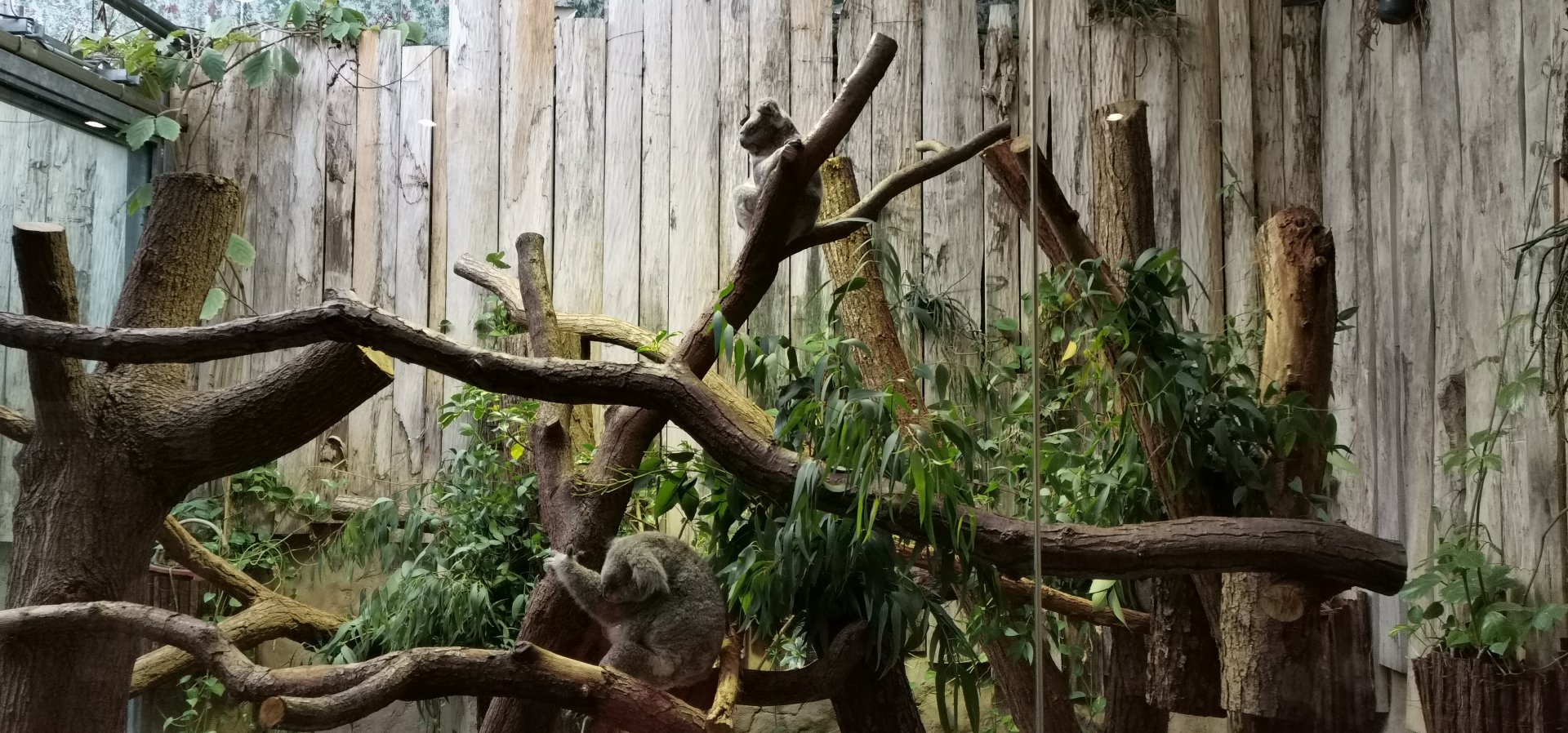 Koala House