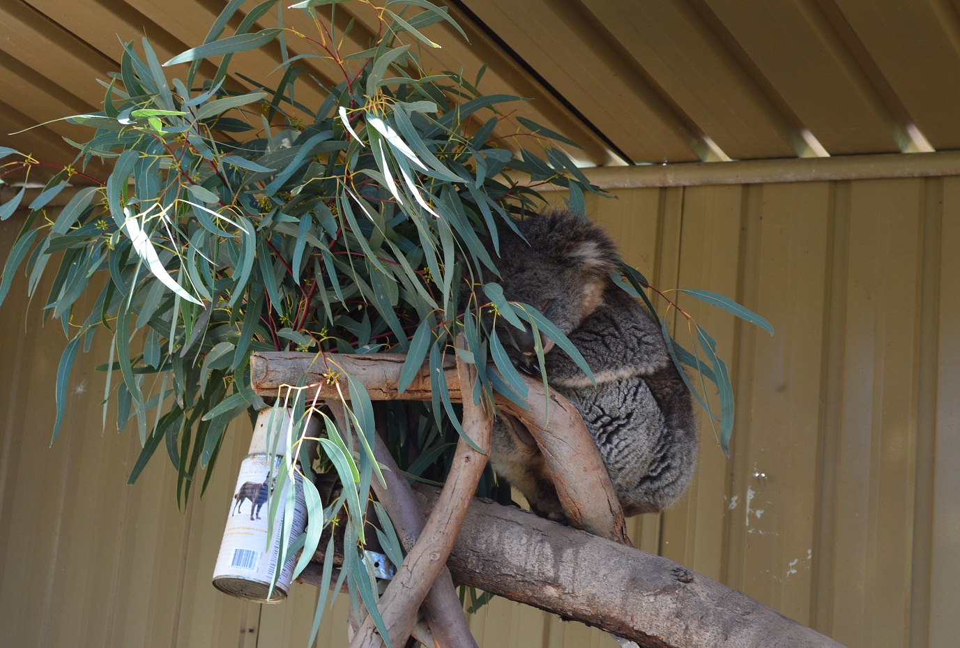 Koala - Humbug Scrub