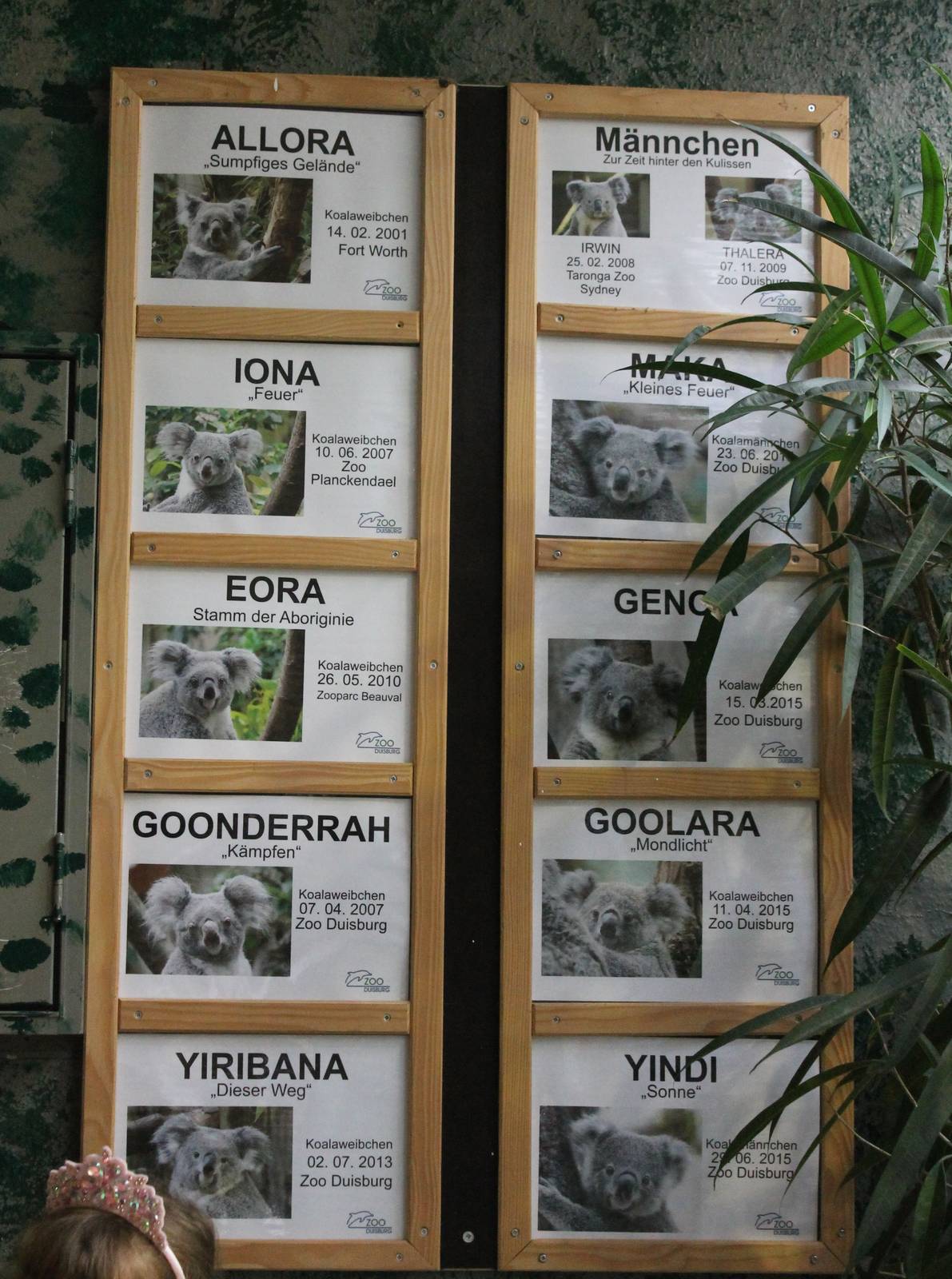 Koala ID's