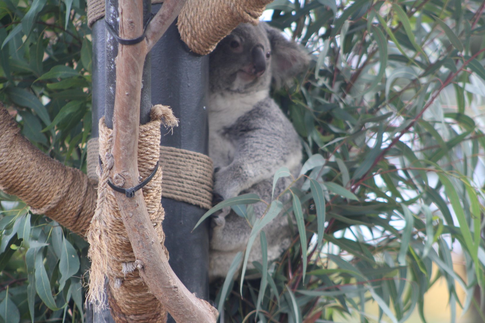 Koala In a Tree - Australian Outback