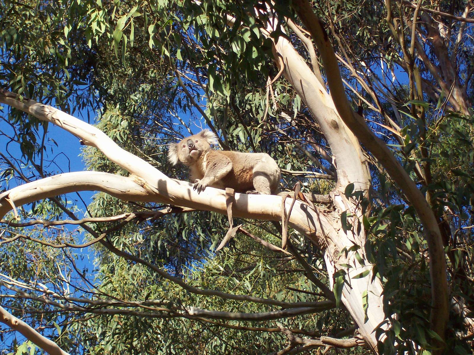 Koala In Front Garden!!